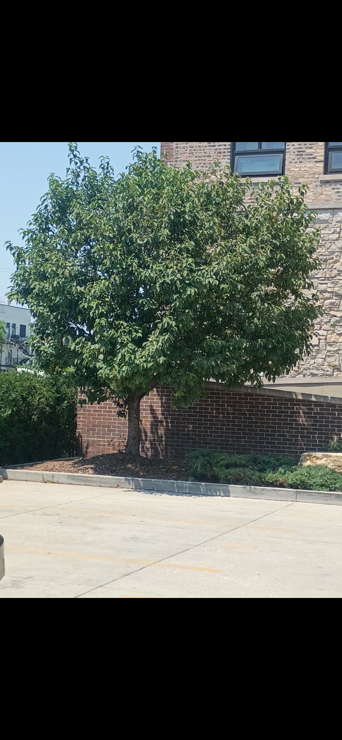  for Superior Lawn Care & Snow Removal LLC  in Chicago, IL