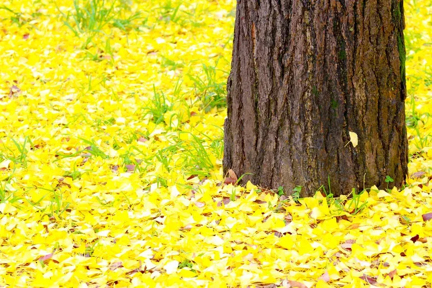 All Photos for Chief Lawn Care in Lee's Summit, MO