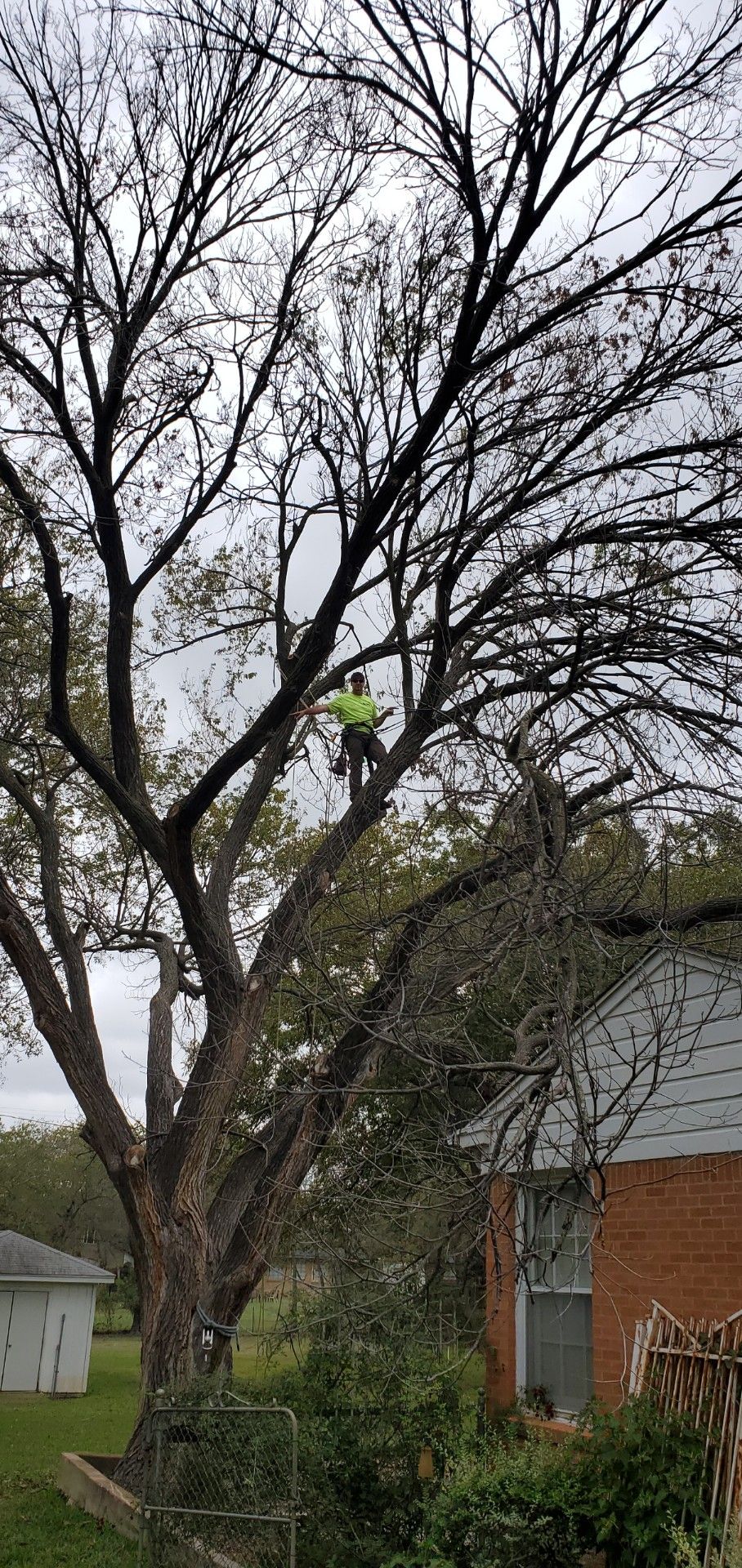  for TLC Professional Tree Service in Bedford, TX