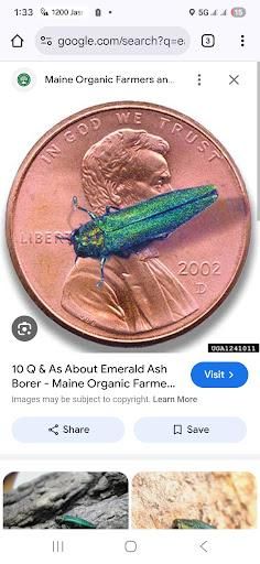 All Photos for Beetle Busters LLC in Centennial, CO