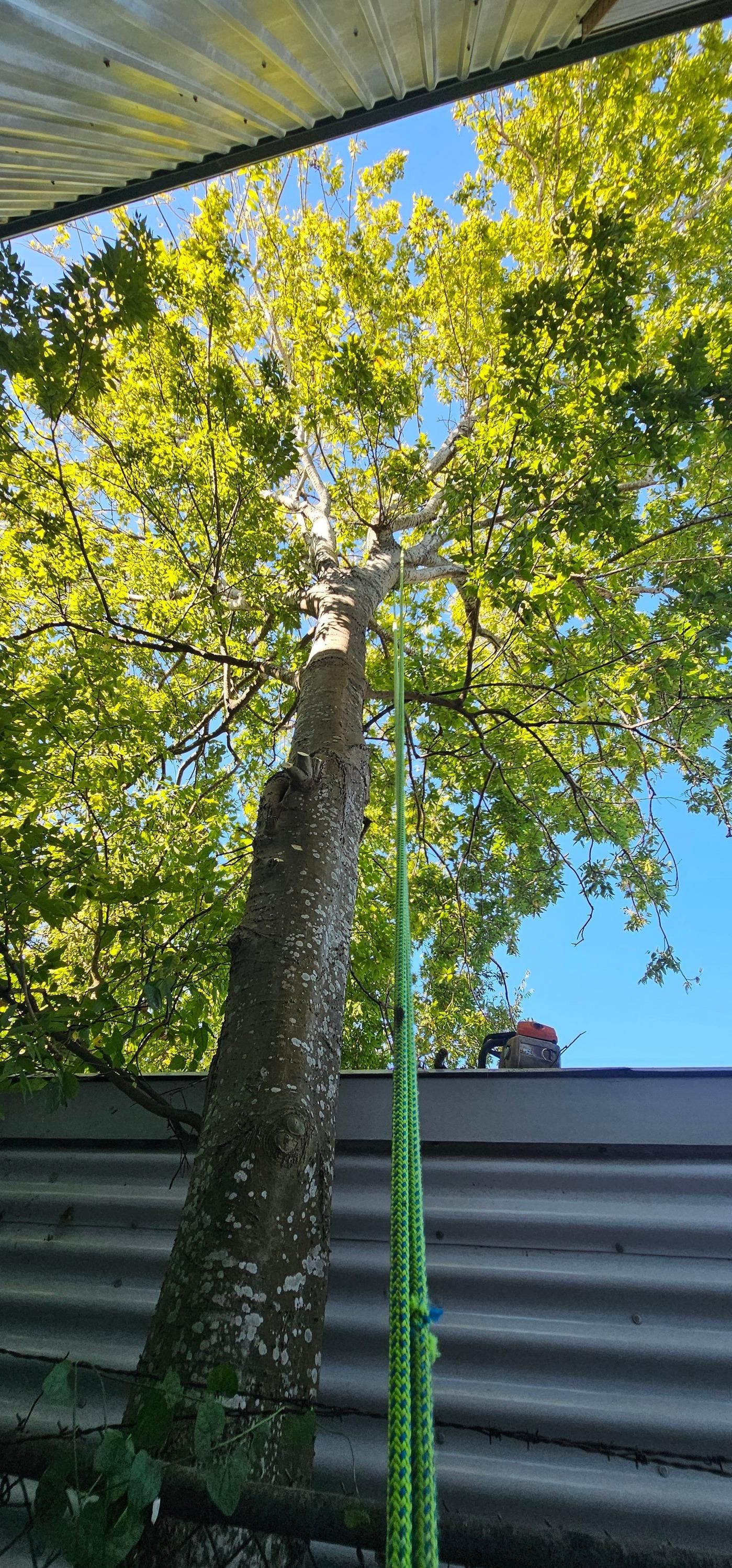  for Servin's Tree Care  in Houston, TX