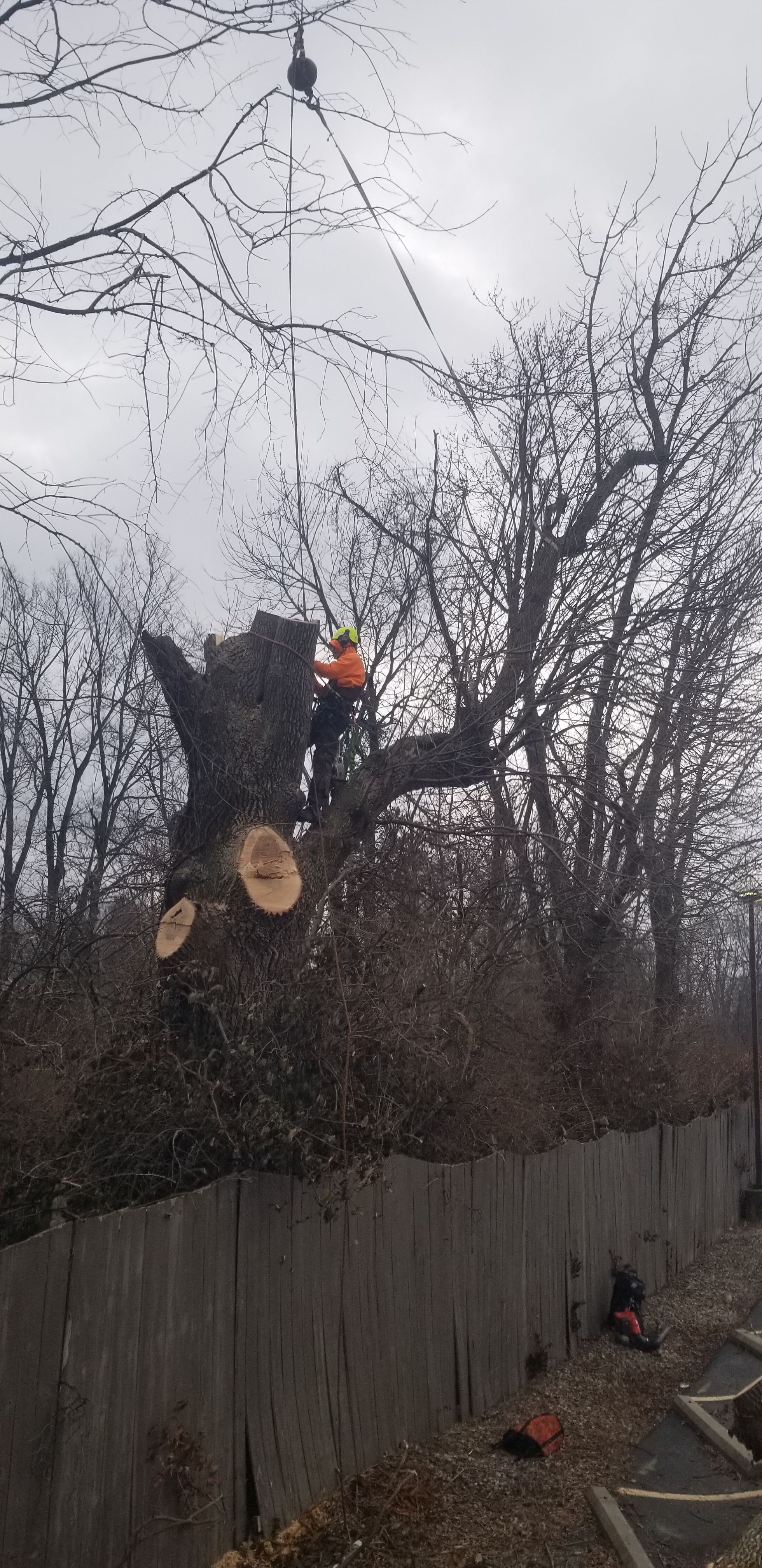  for Advanced Tree Solutions in Rockville, IN