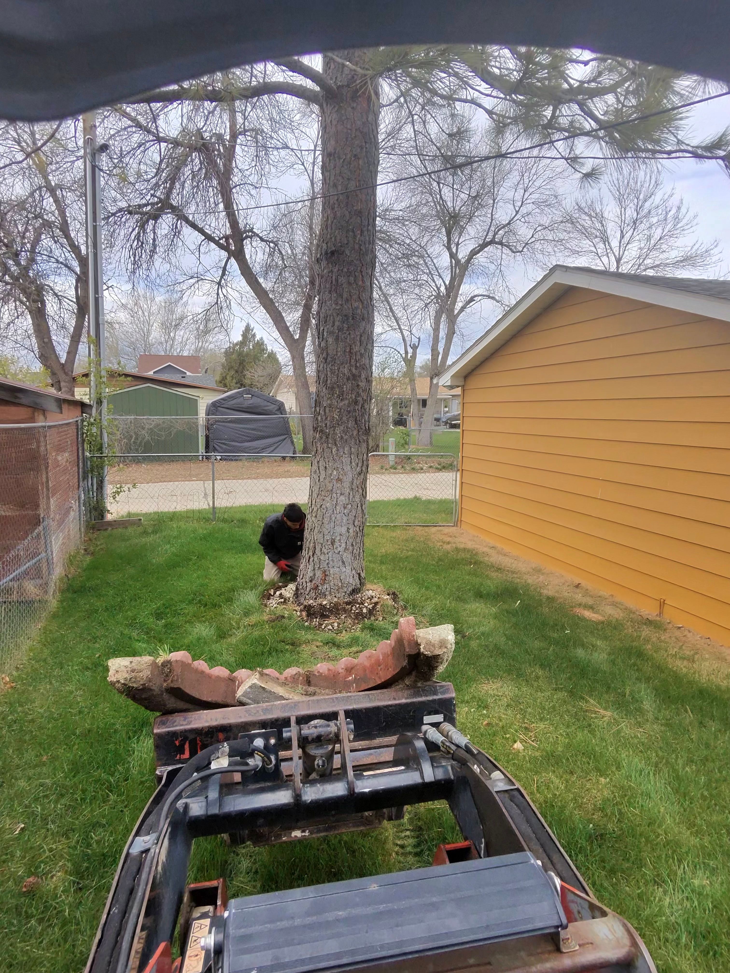  for Elevated Tree Care in Gillette, WY