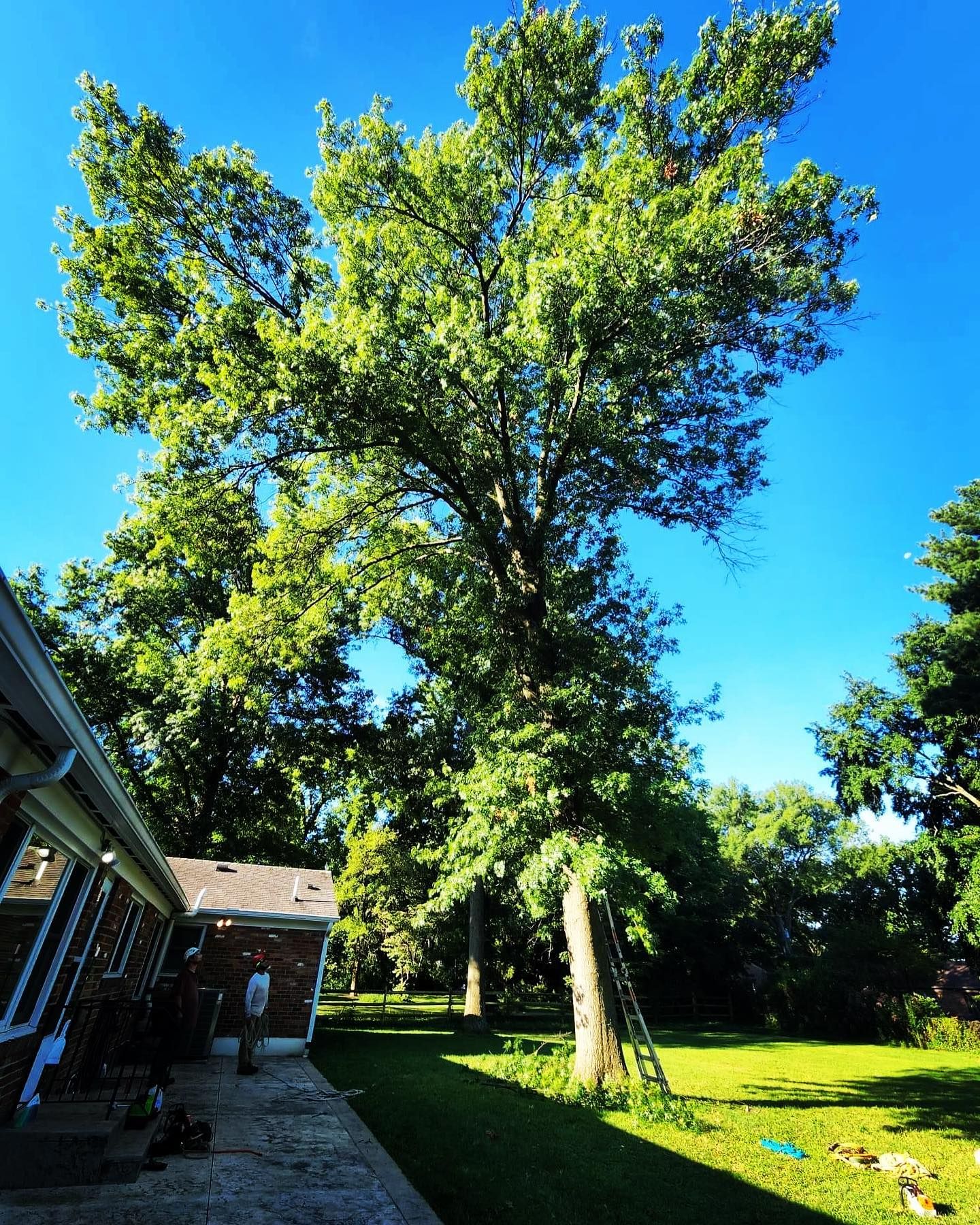 for Timber Ninja Service in Lexington, KY