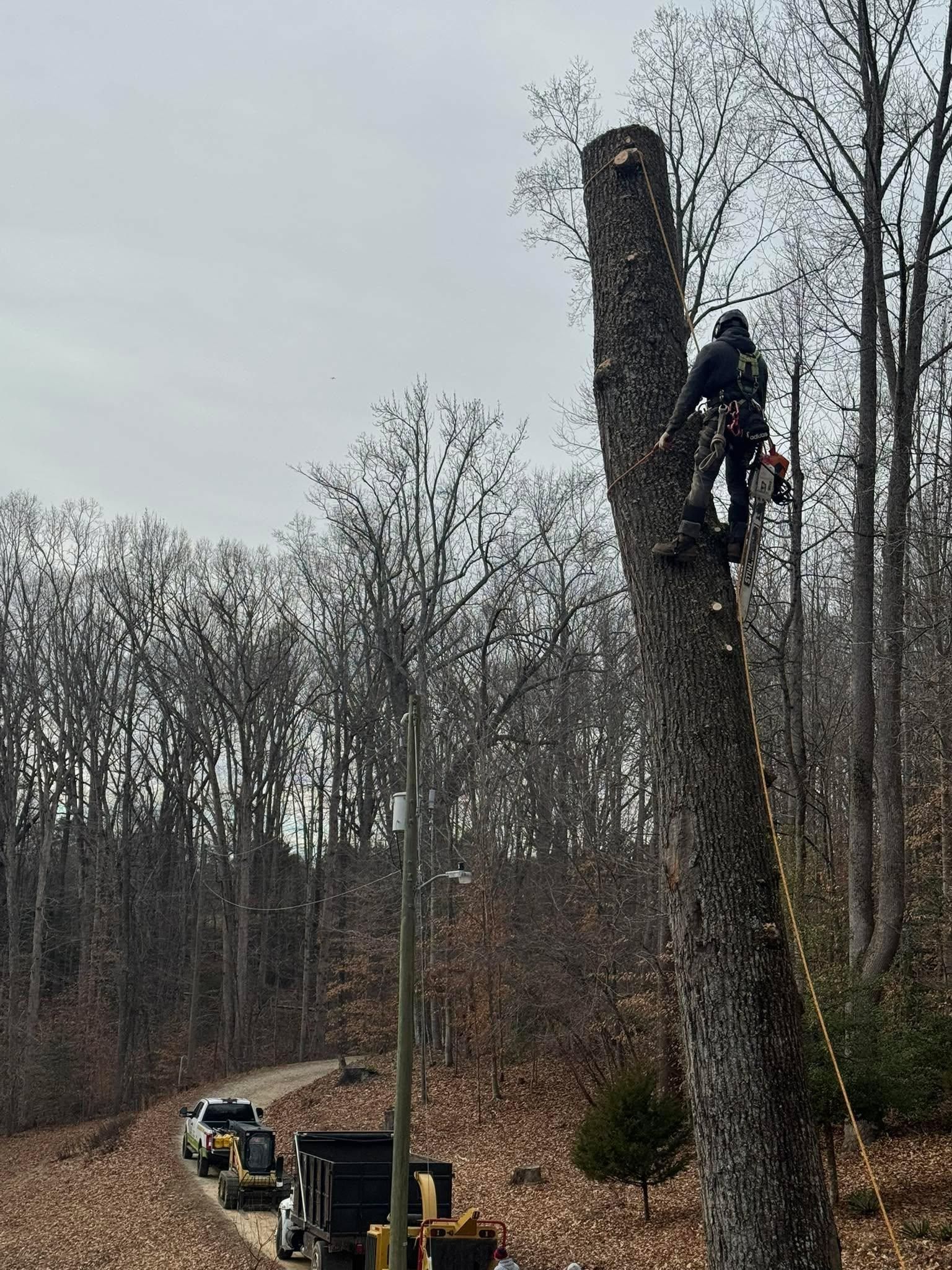  for Branch Out Tree Care LLC in Fredericksburg, VA