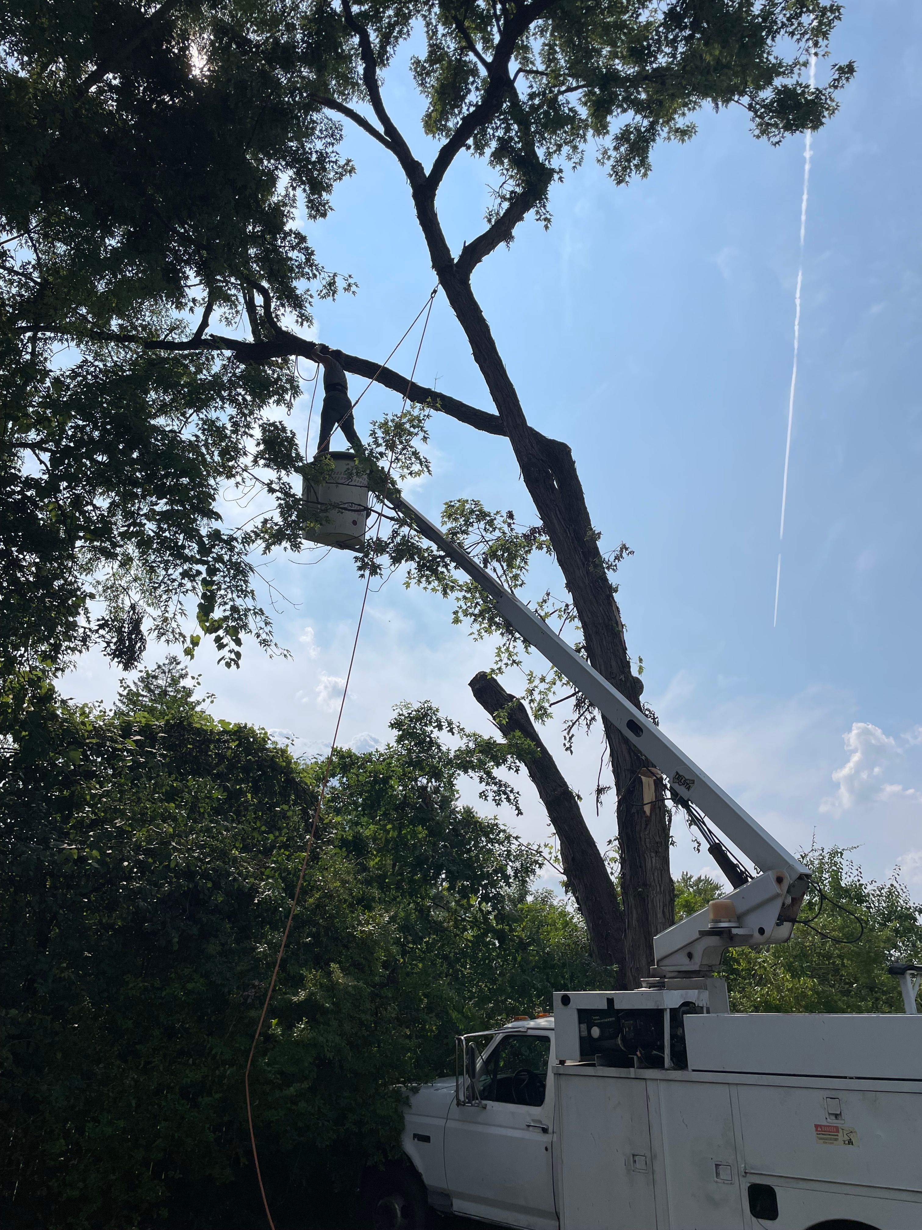 Tree Removal for Benjamin & Sons in Elmira, NY