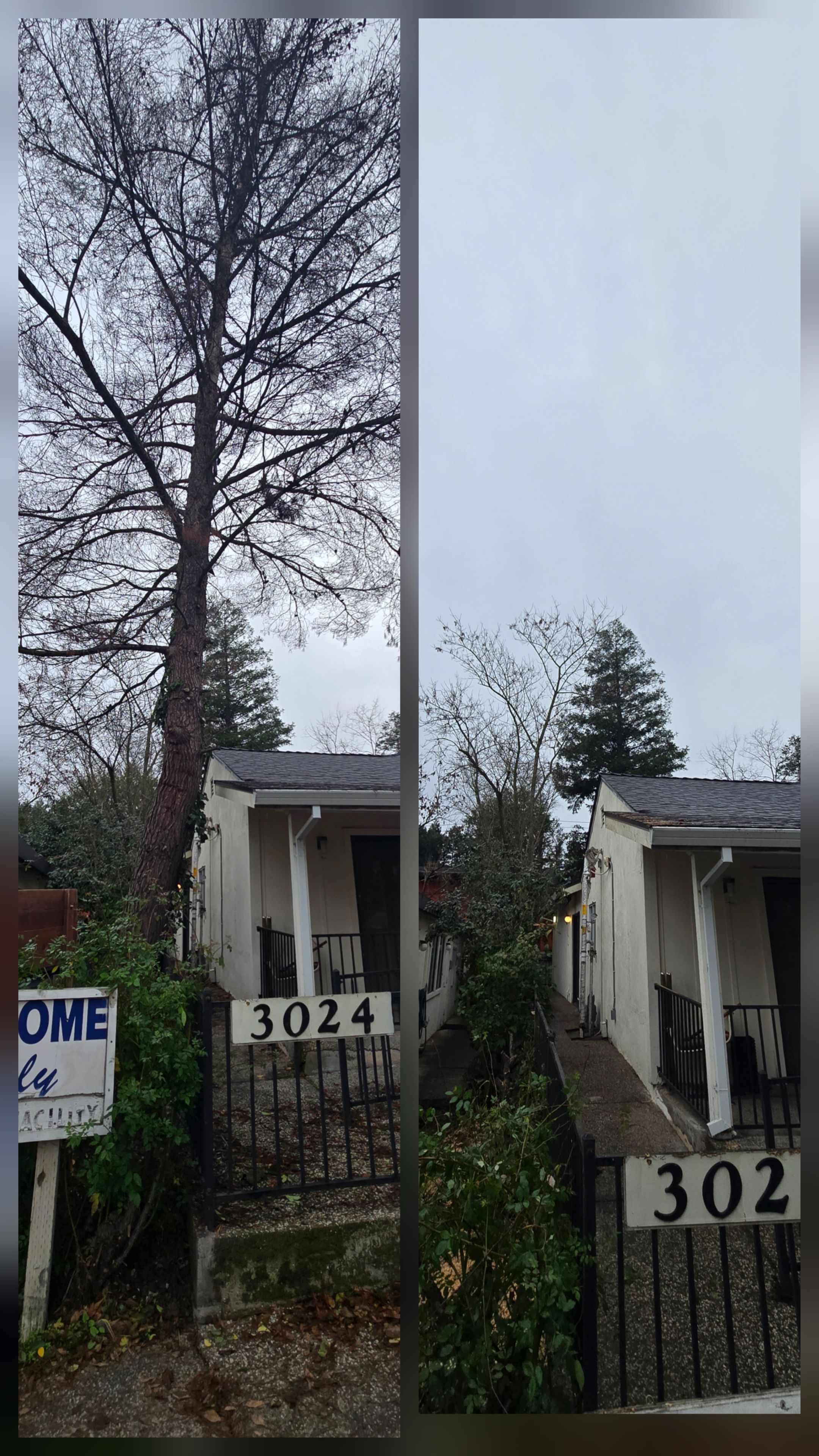  for George Staddan's Professional Tree Care in Placerville, CA