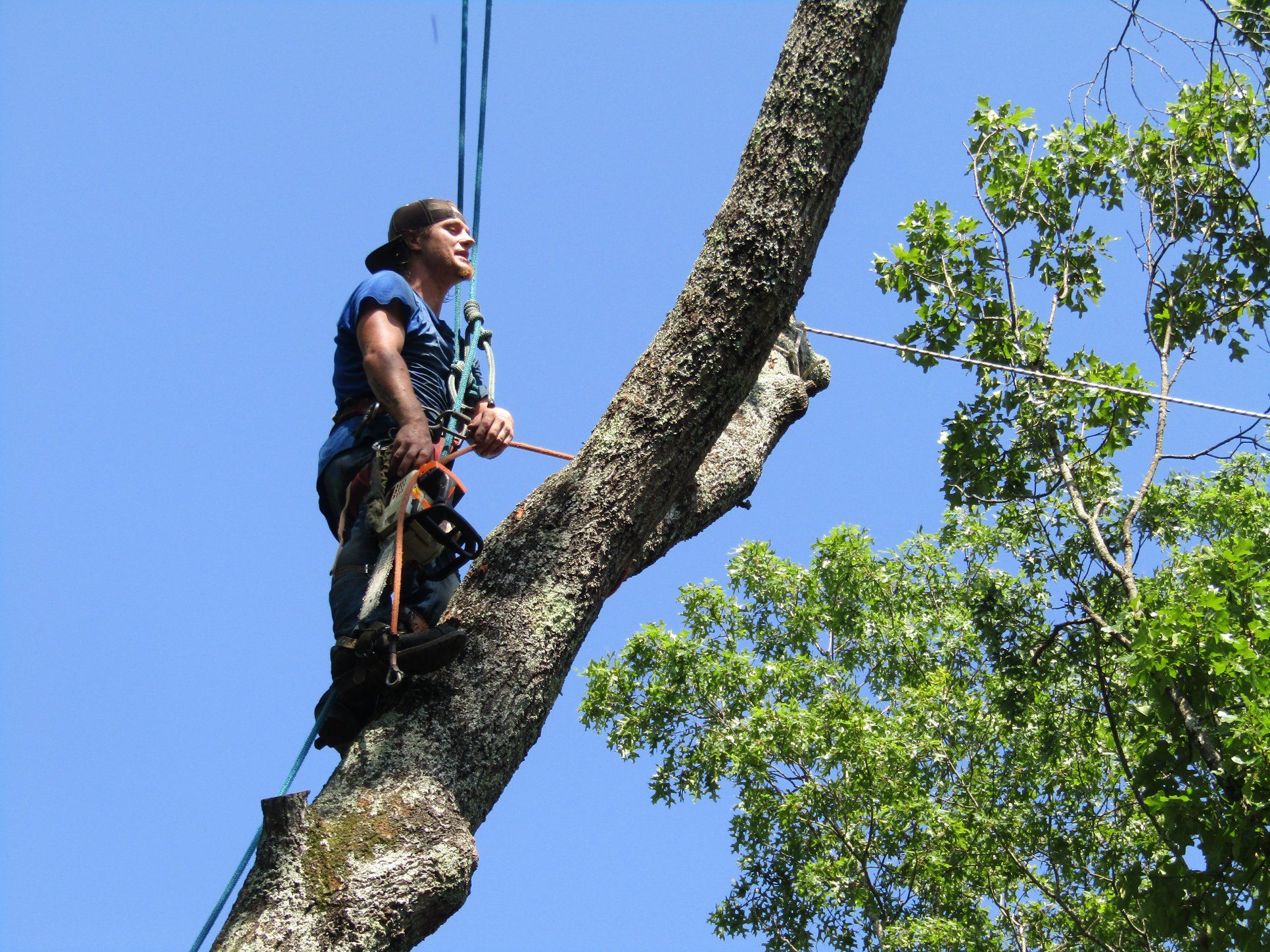  for Professional Tree Service USA in Chattanooga, TN