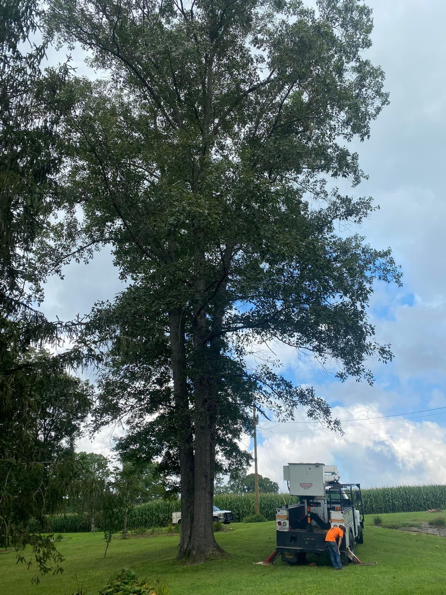 Tree Removal for Atwood’s Tree Care in Liberty,  KY