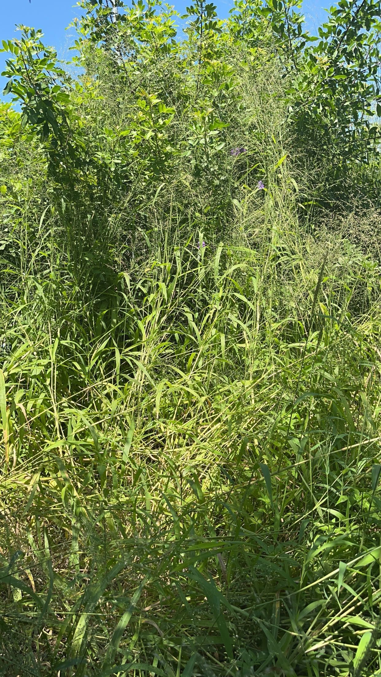  for Space Coast Property Maintenance and Management LLC in Melbourne, FL