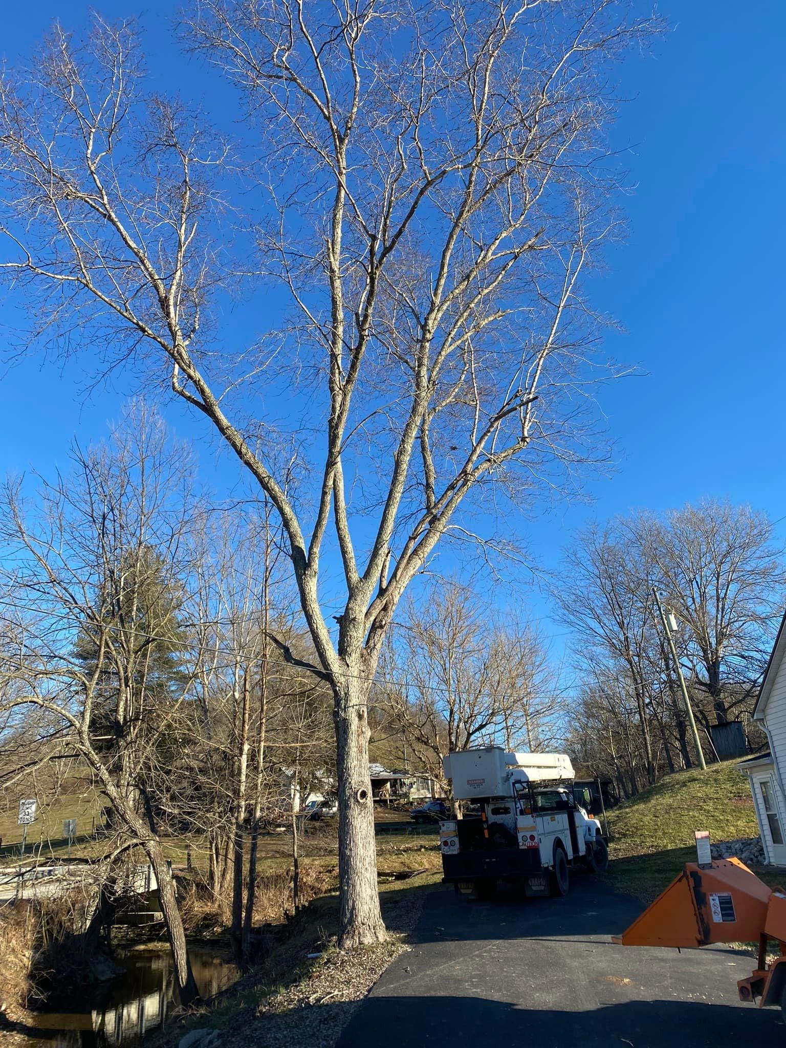 Tree Removal for Atwood’s Tree Care in Liberty,  KY