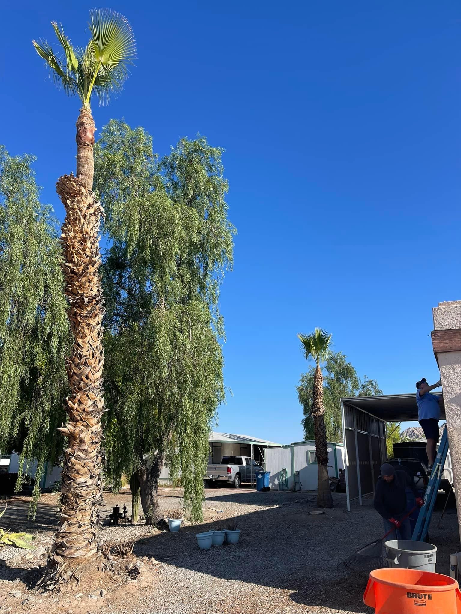  for Oliver L. Palm & Tree services in Yuma County, AZ