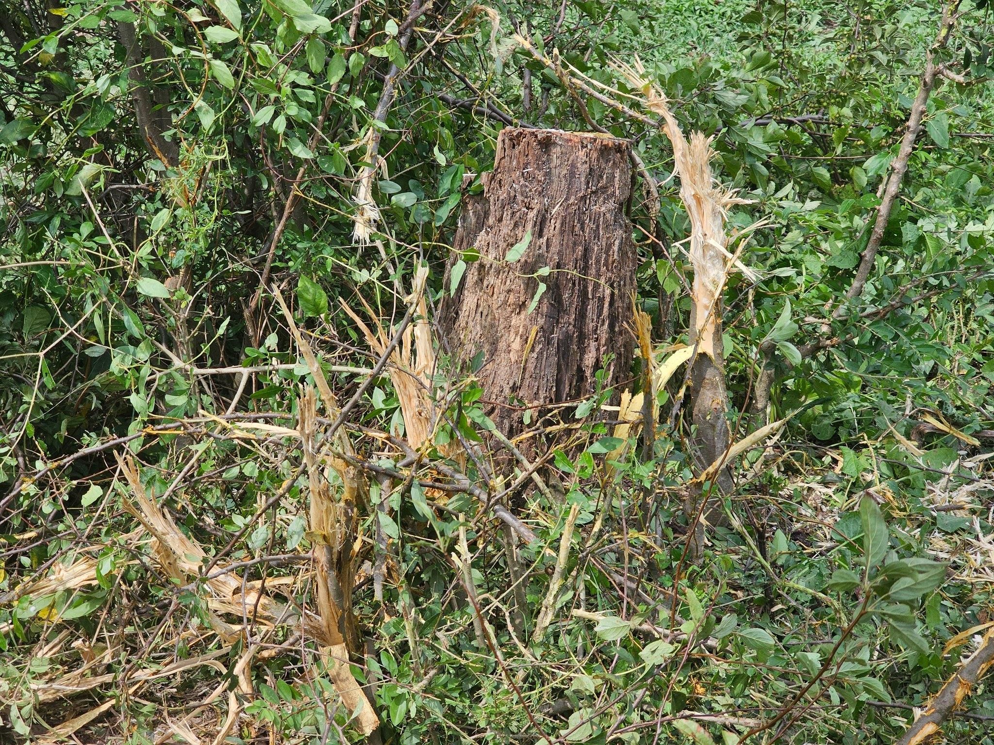  for I and R Stump Grinding in Thornville, OH