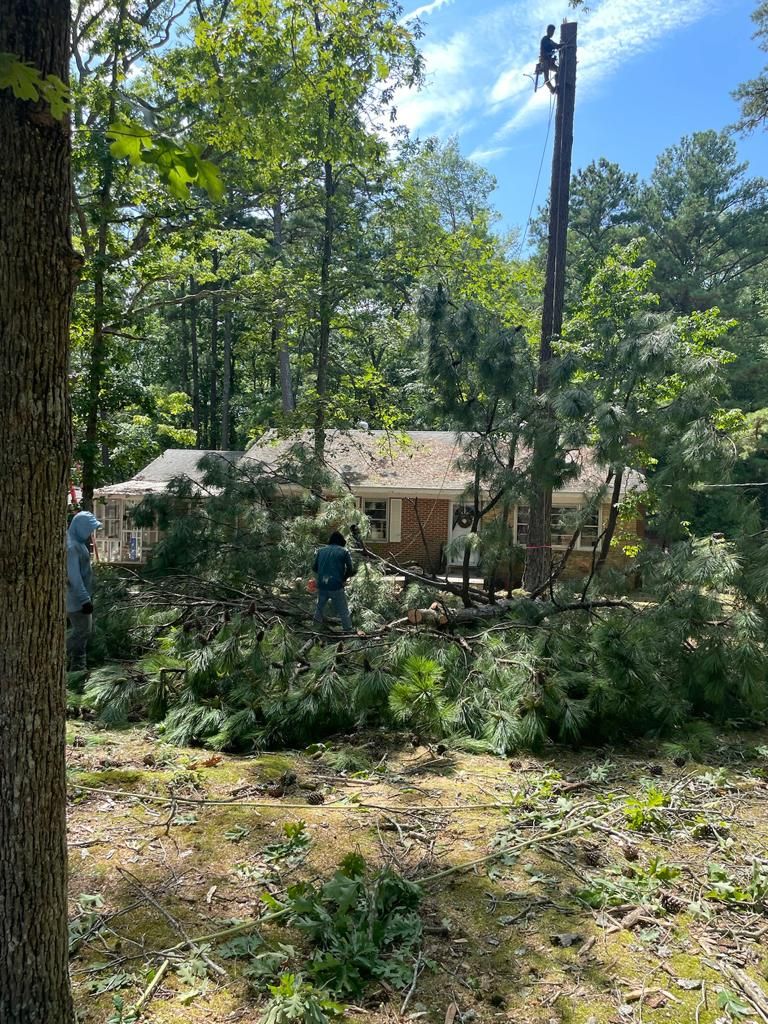 Tree Removal for Rosales Landscaping LLC in Lake Gaston, North Carolina