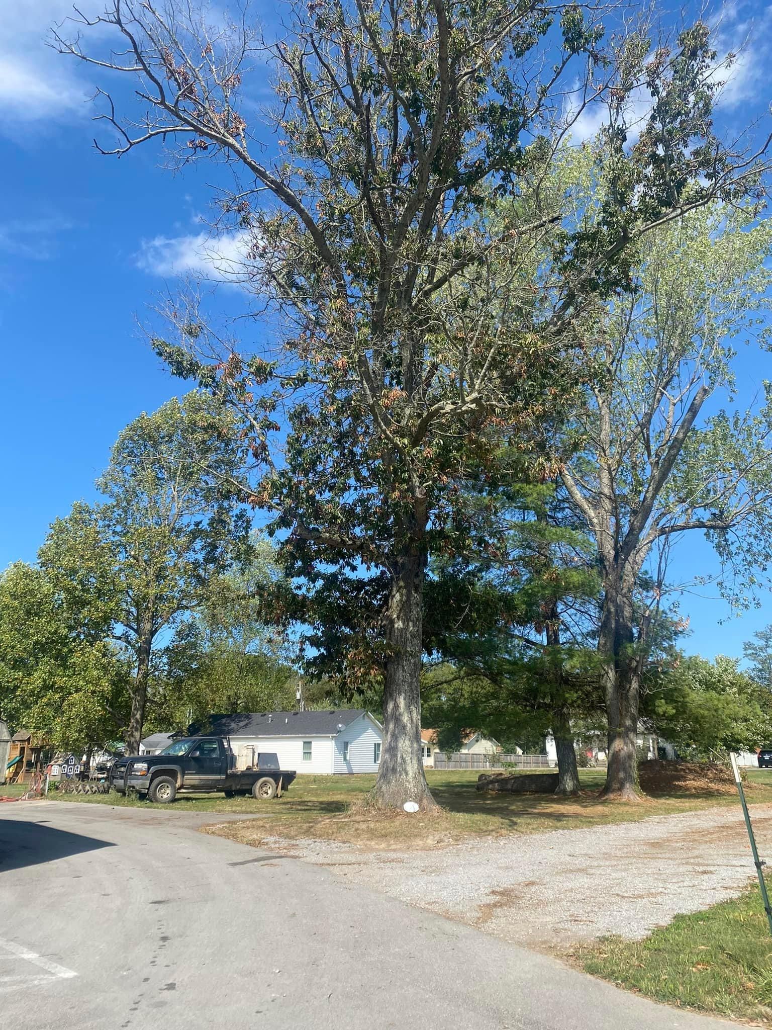 Fall and Spring Clean Up for Atwood’s Tree Care in Liberty,  KY