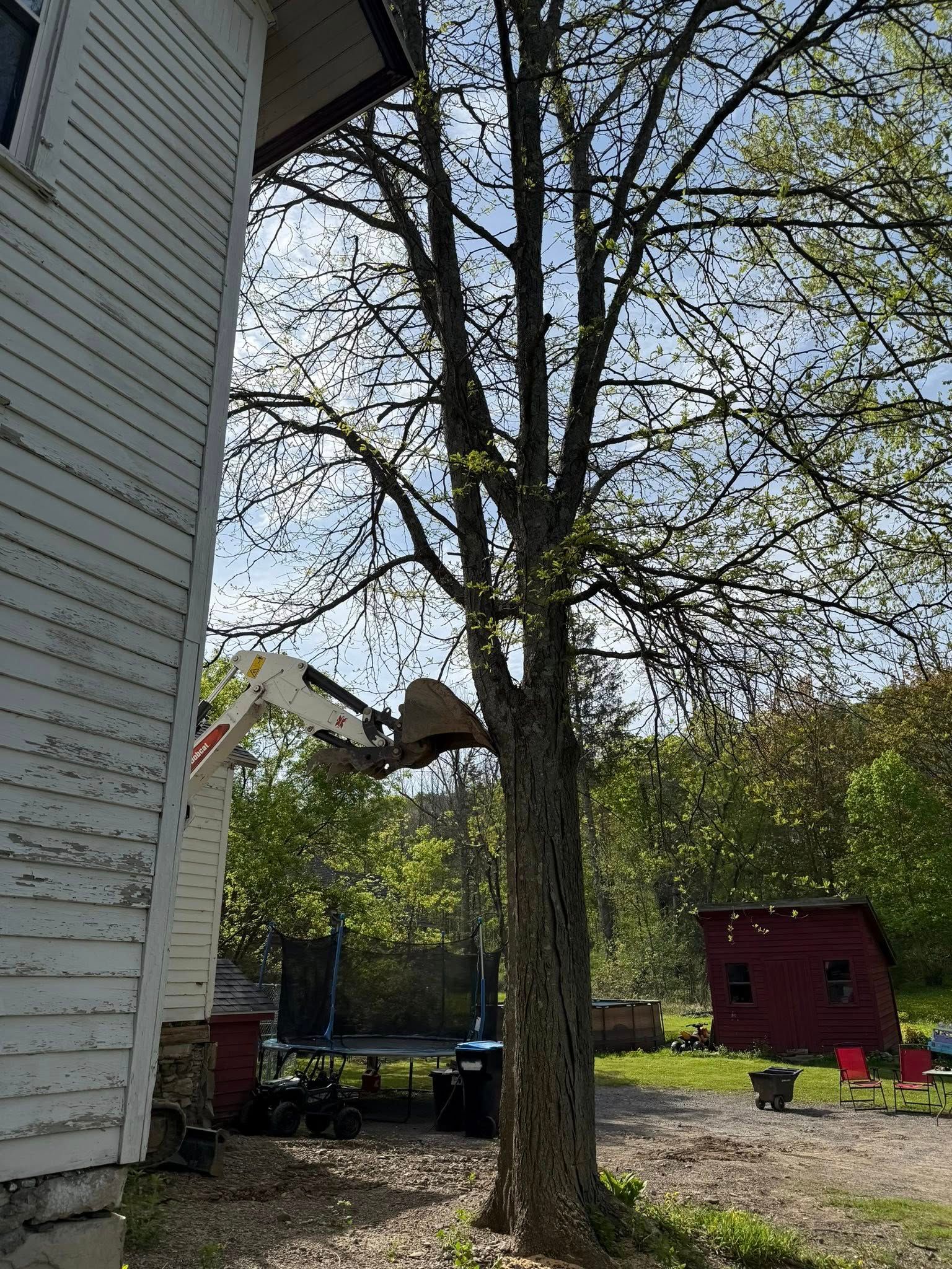 All Photos for Sterlings Tree Removal in Cobleskill, New York