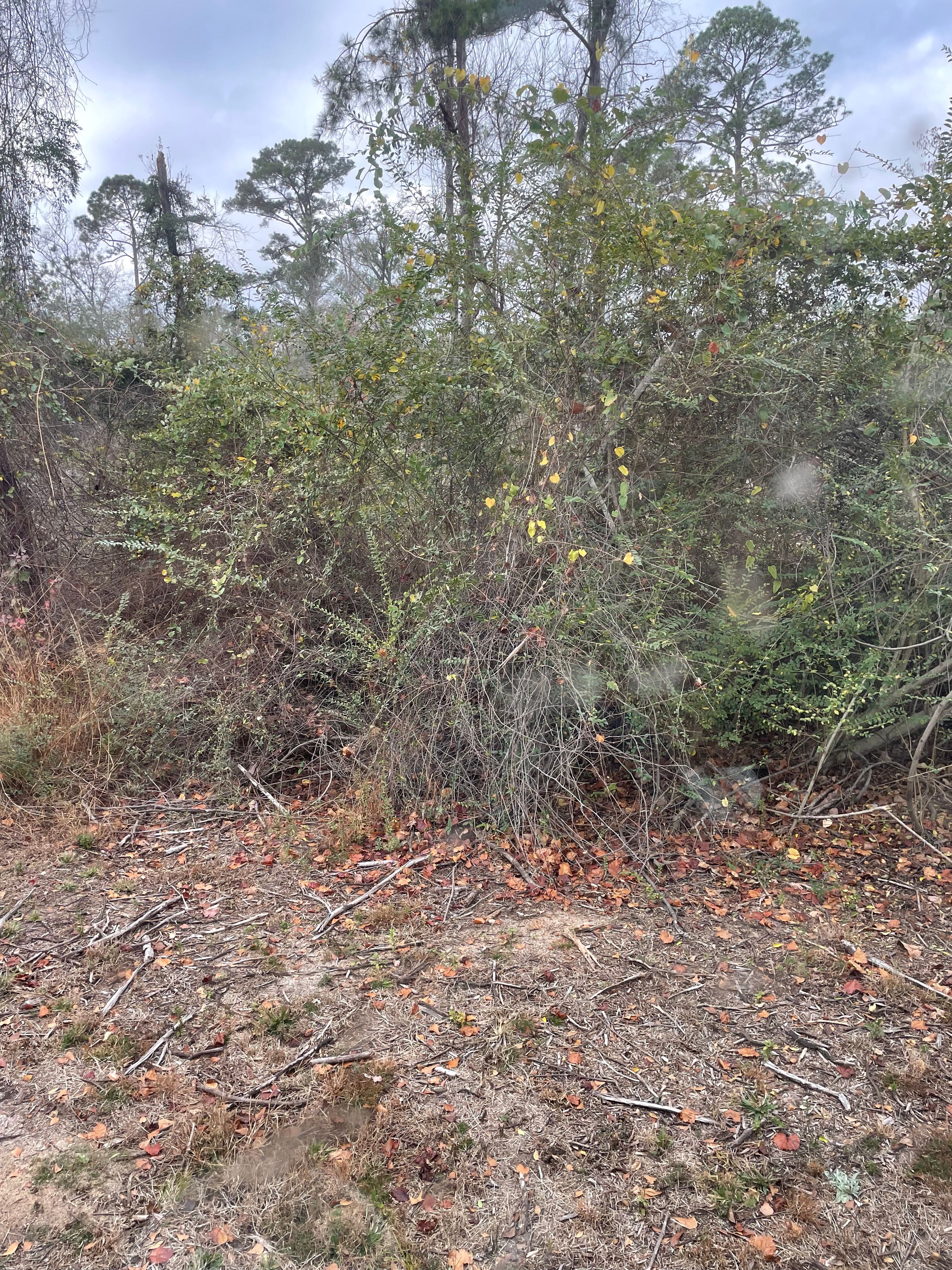All Photos for Ewc Land Clearing and more in Lake Park, GA