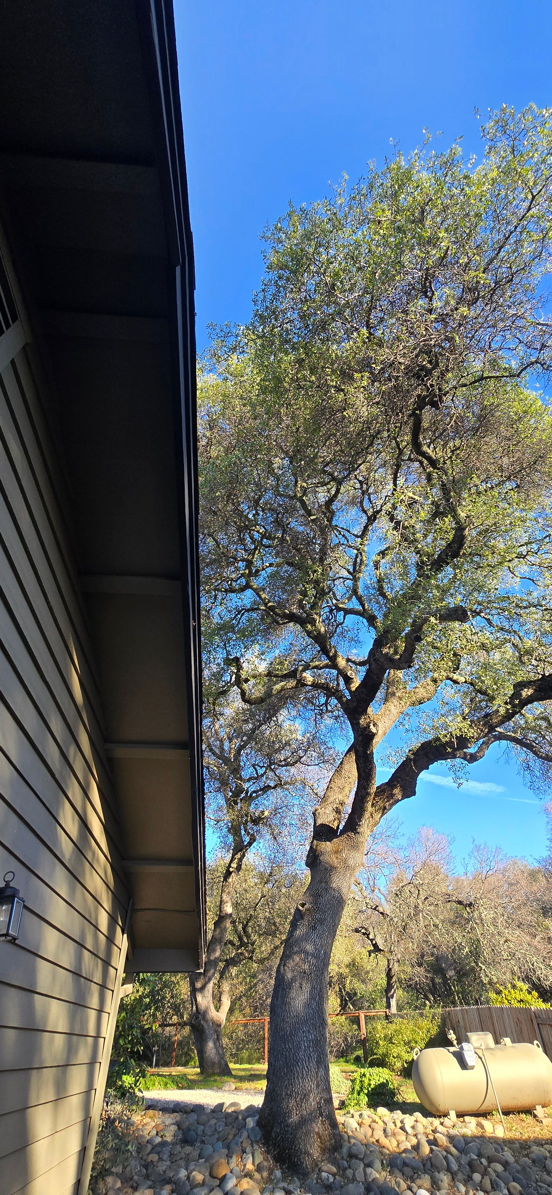  for George Staddan's Professional Tree Care in Placerville, CA