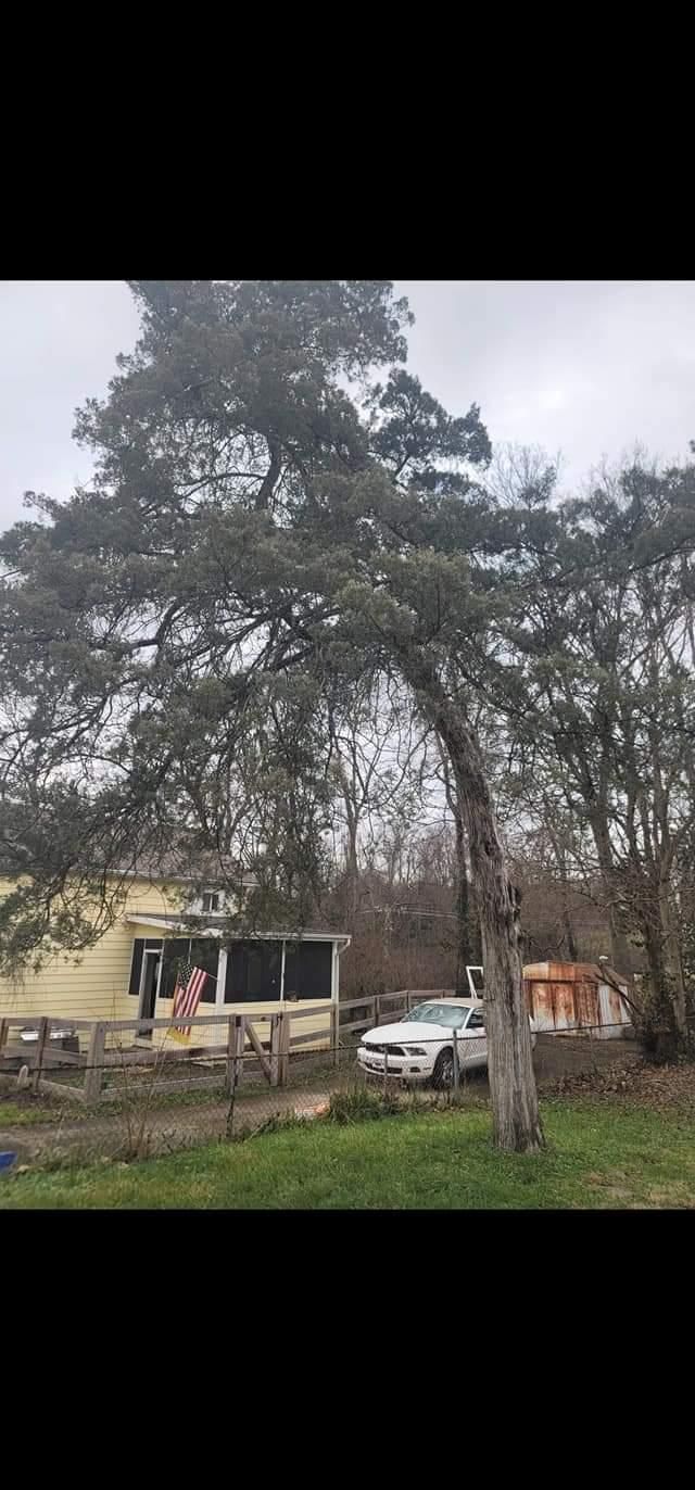  for Kingdom Tree Trimming and Removal LLC in Covington, KY