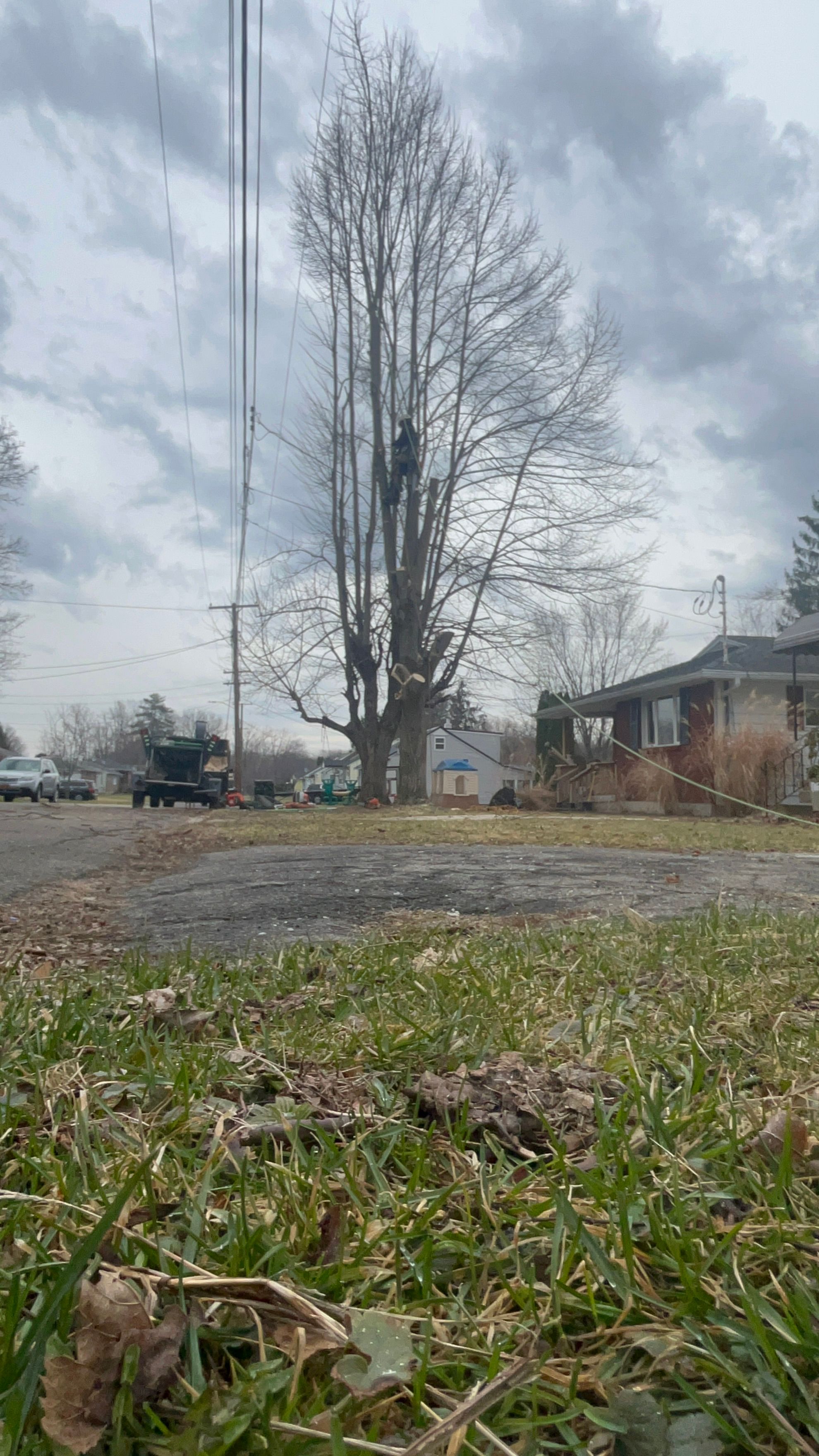 All Photos for Licensed to Cut Tree Service in Athens, PA