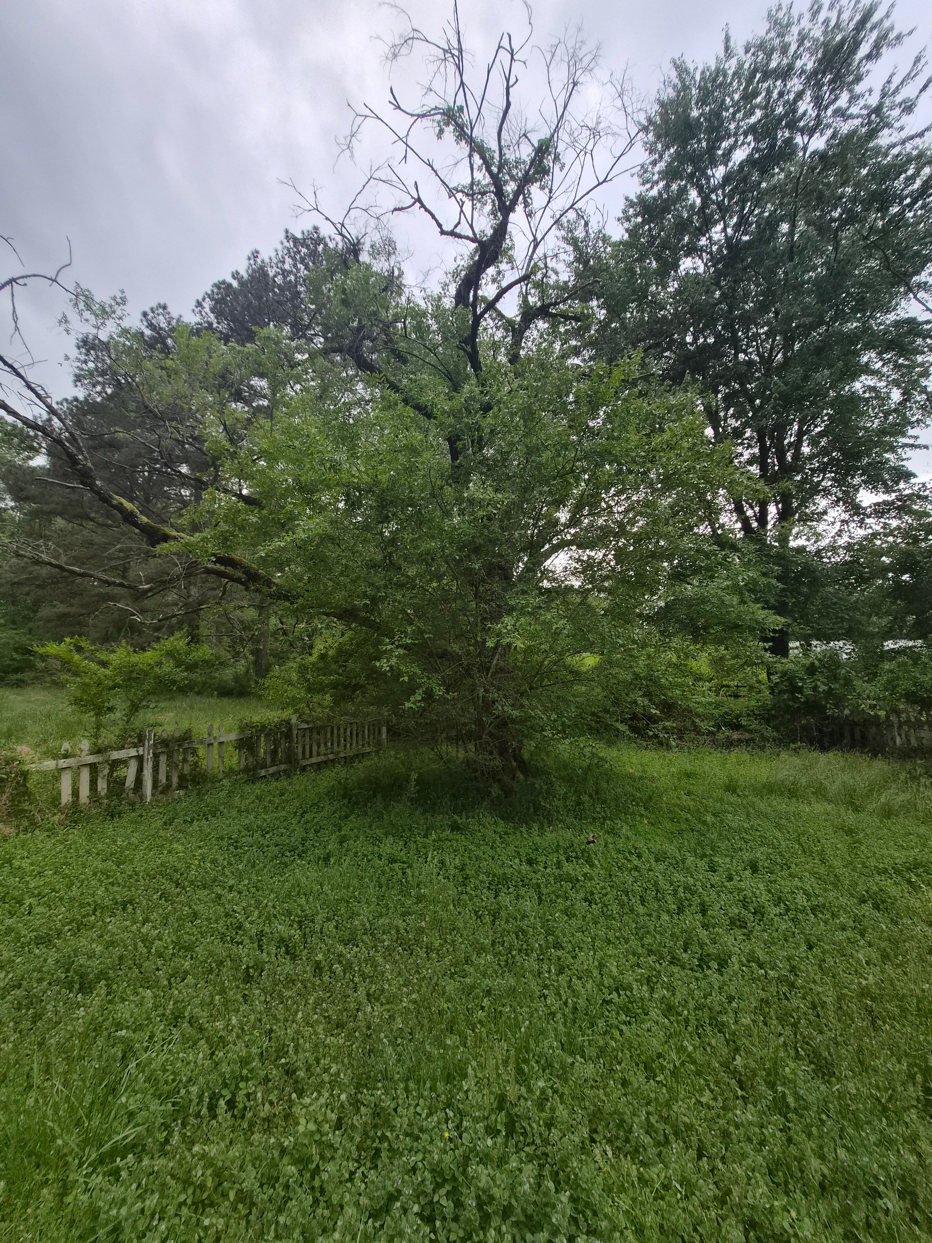 All Photos for 4 Points Lawncare LLC in Hayes, VA