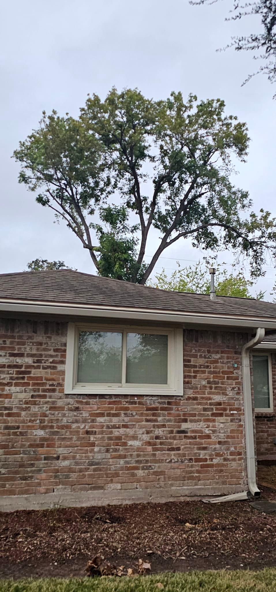  for Servin's Tree Care  in Houston, TX