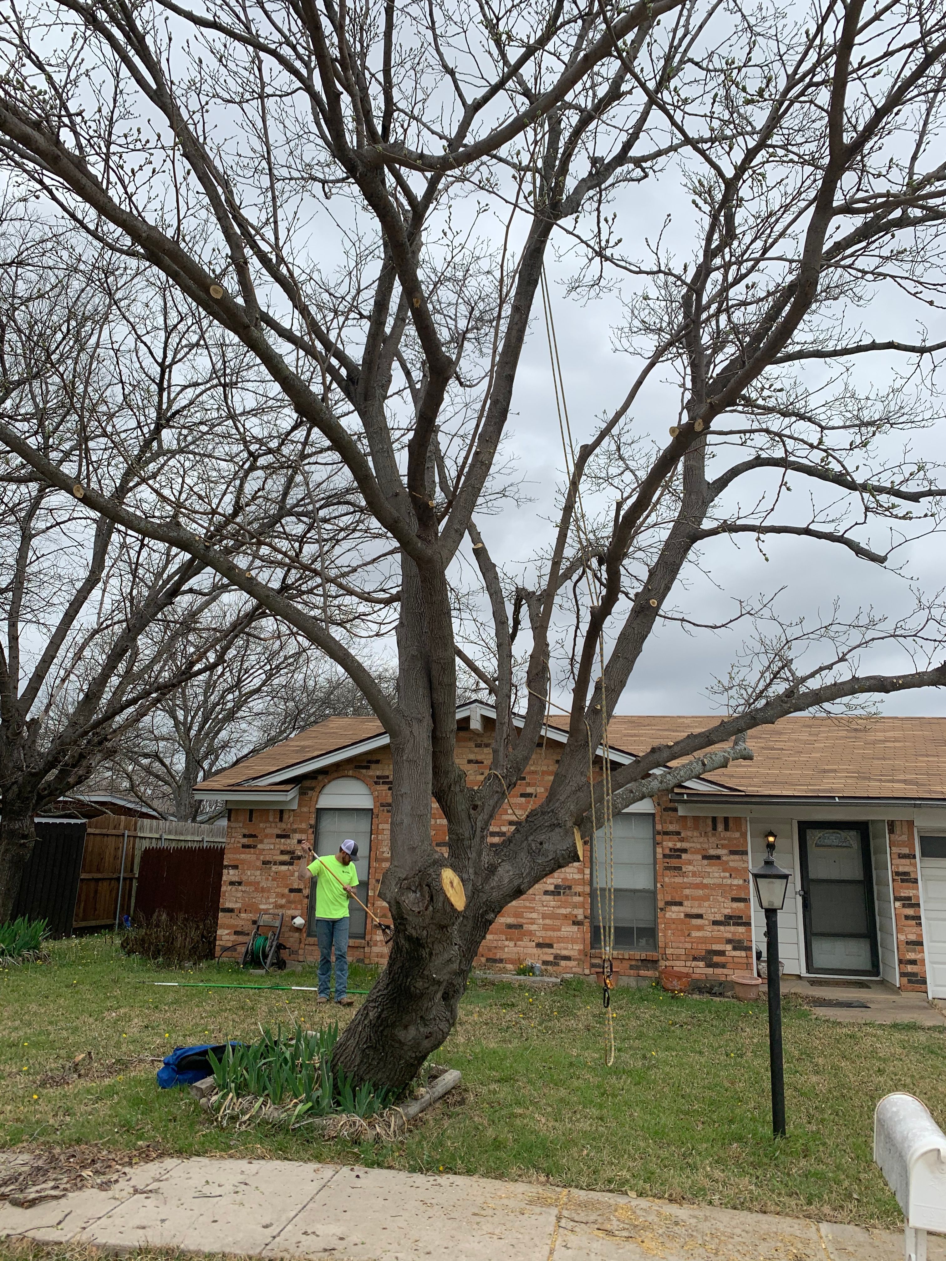  for TLC Professional Tree Service in Bedford, TX