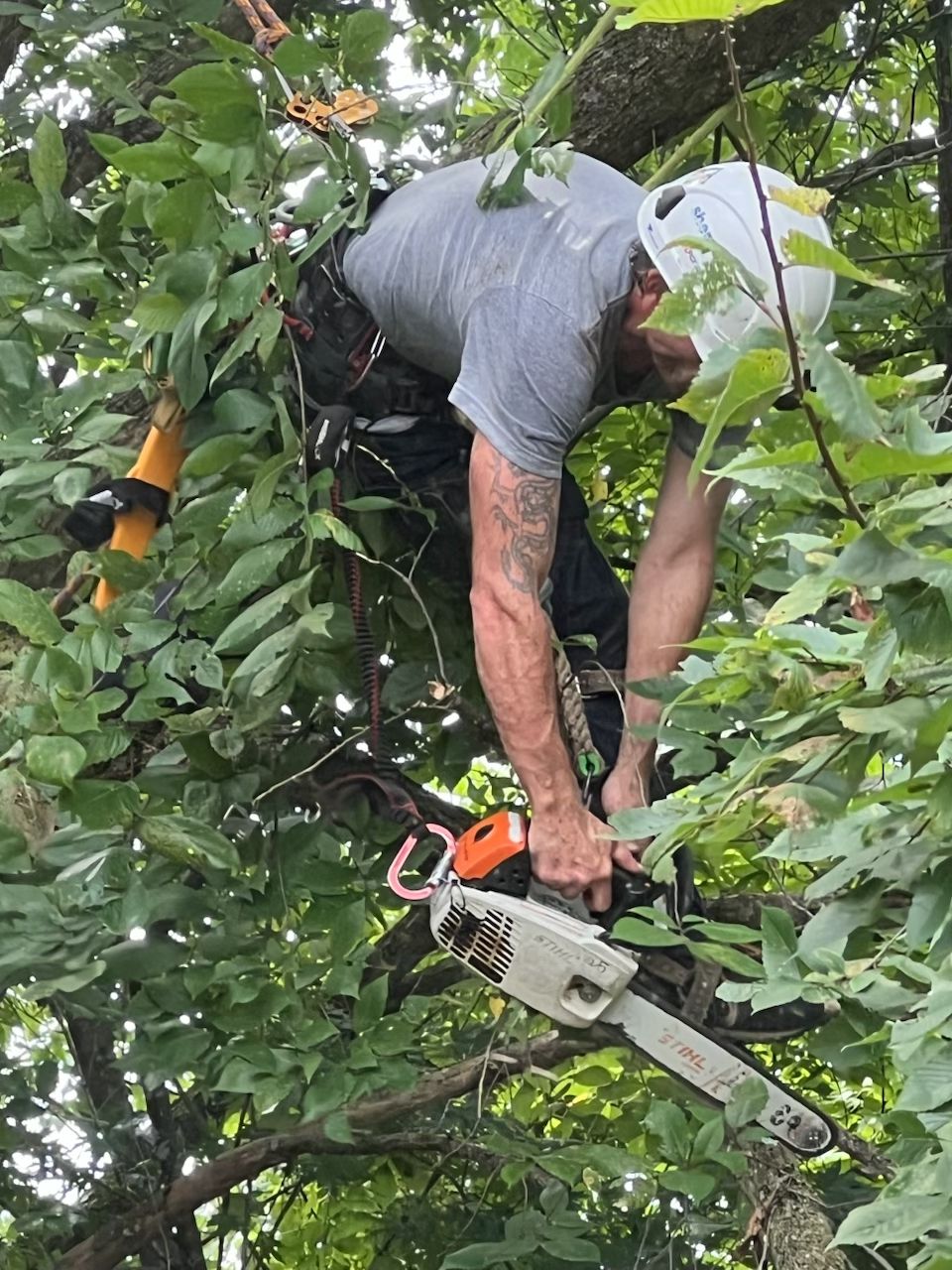  for Sky High Tree Service in Columbia, MO