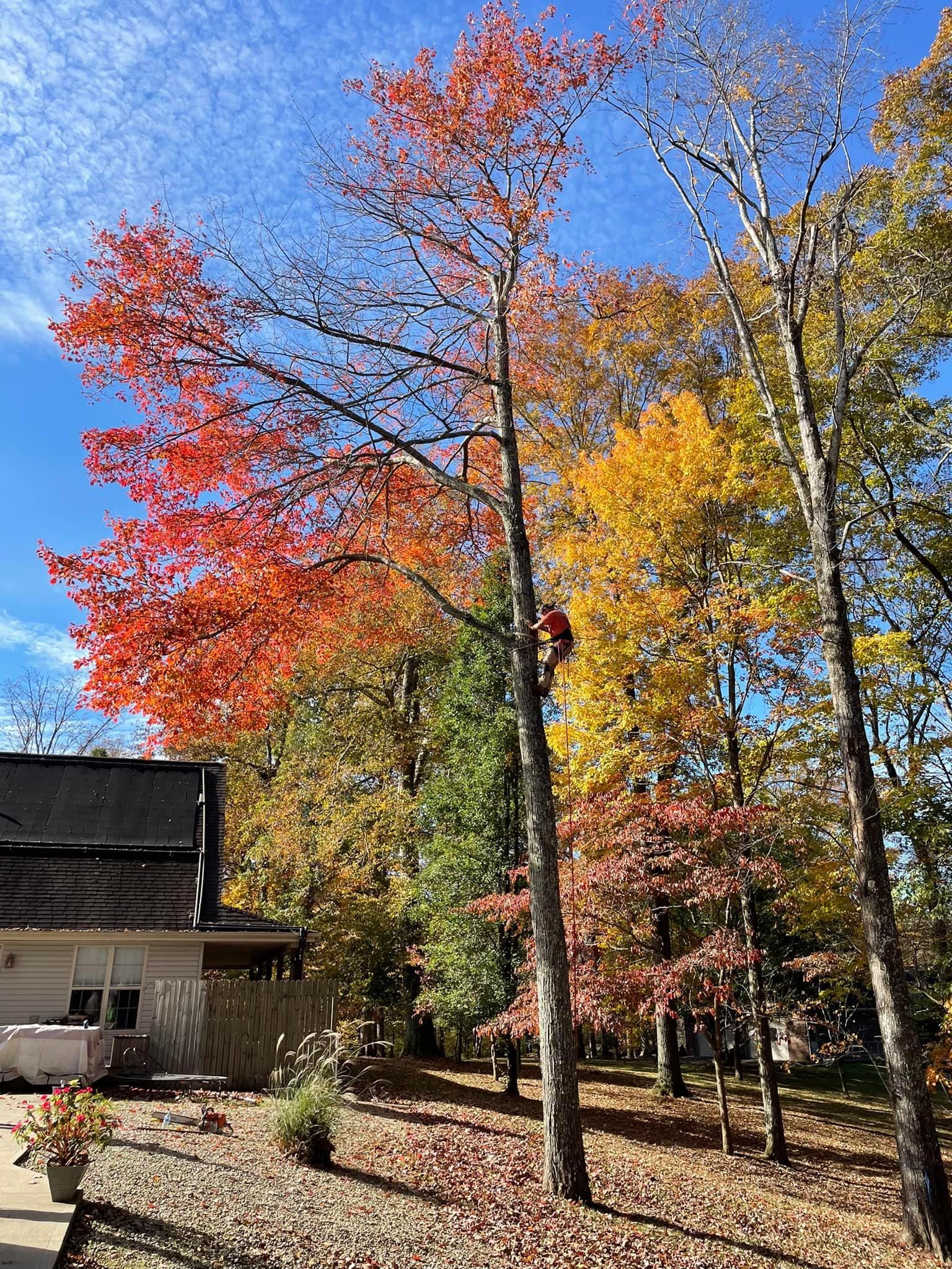 Fall and Spring Clean Up for Atwood’s Tree Care in Liberty,  KY