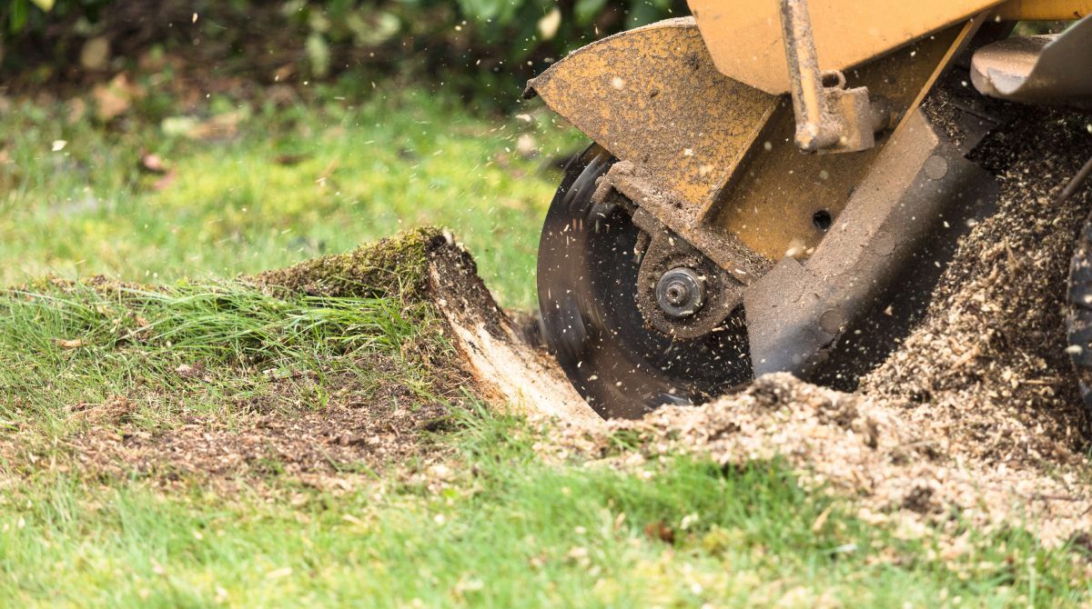  for Greene Acres Stump Grinding in Plant City, FL