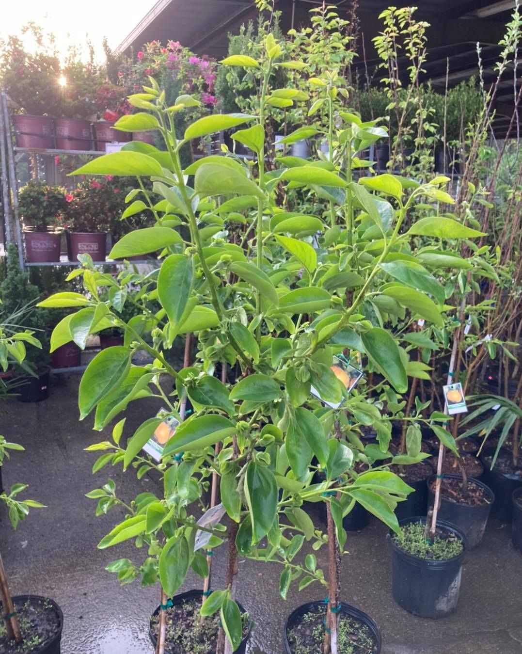 All Photos for S&R Landscaping and Nursery in Charlotte, NC