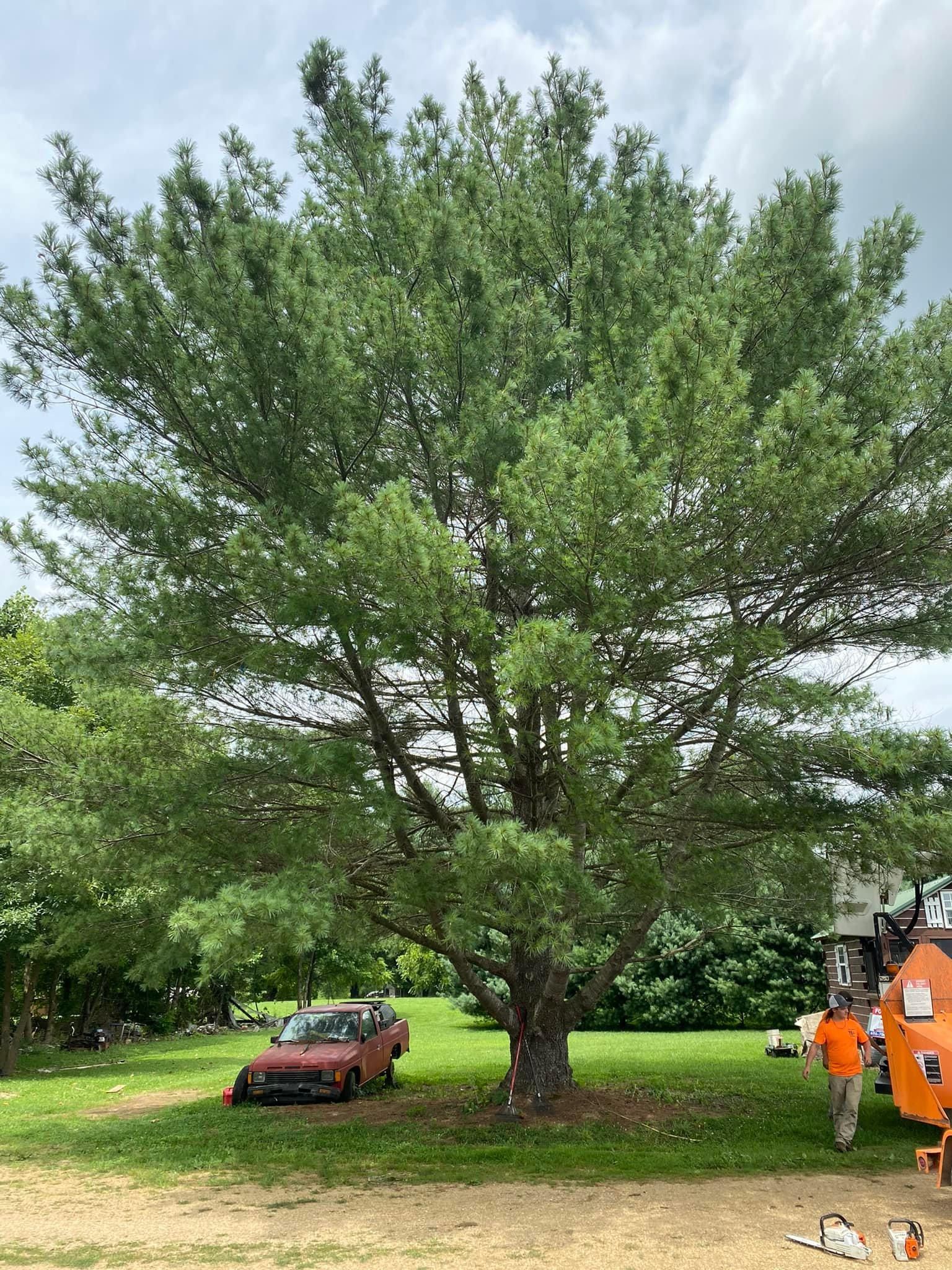 Fall and Spring Clean Up for Atwood’s Tree Care in Liberty,  KY