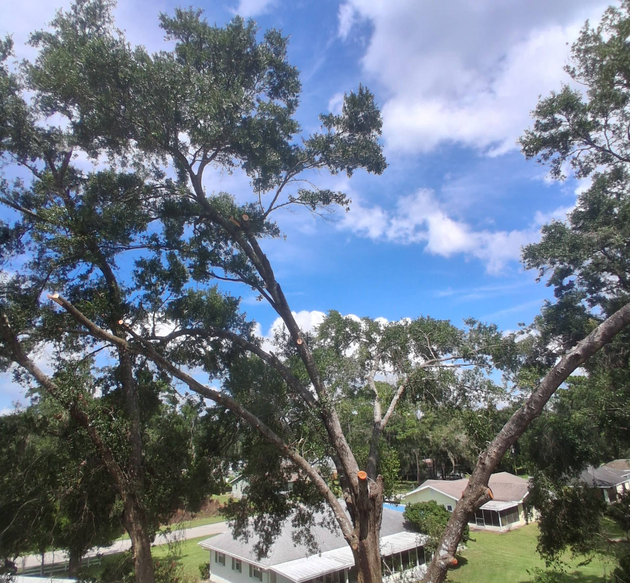  for Perfect Cut Lawn & Tree Care in Citrus Springs, FL