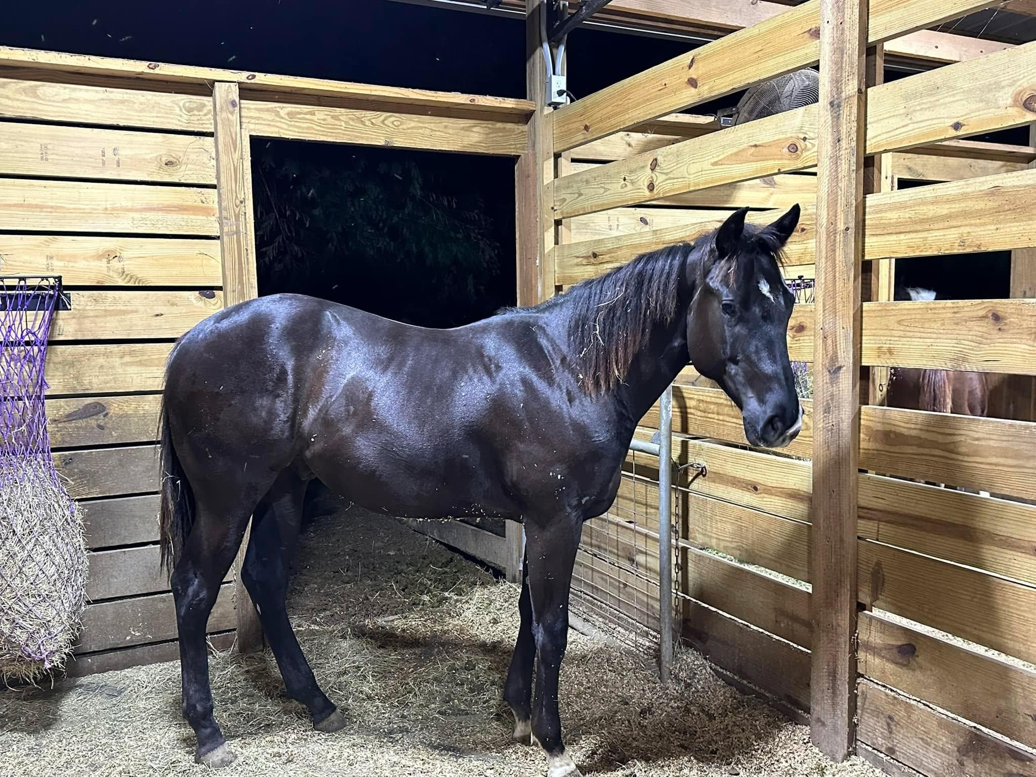  for Florida Native Equestrian Development in Central Florida, FL