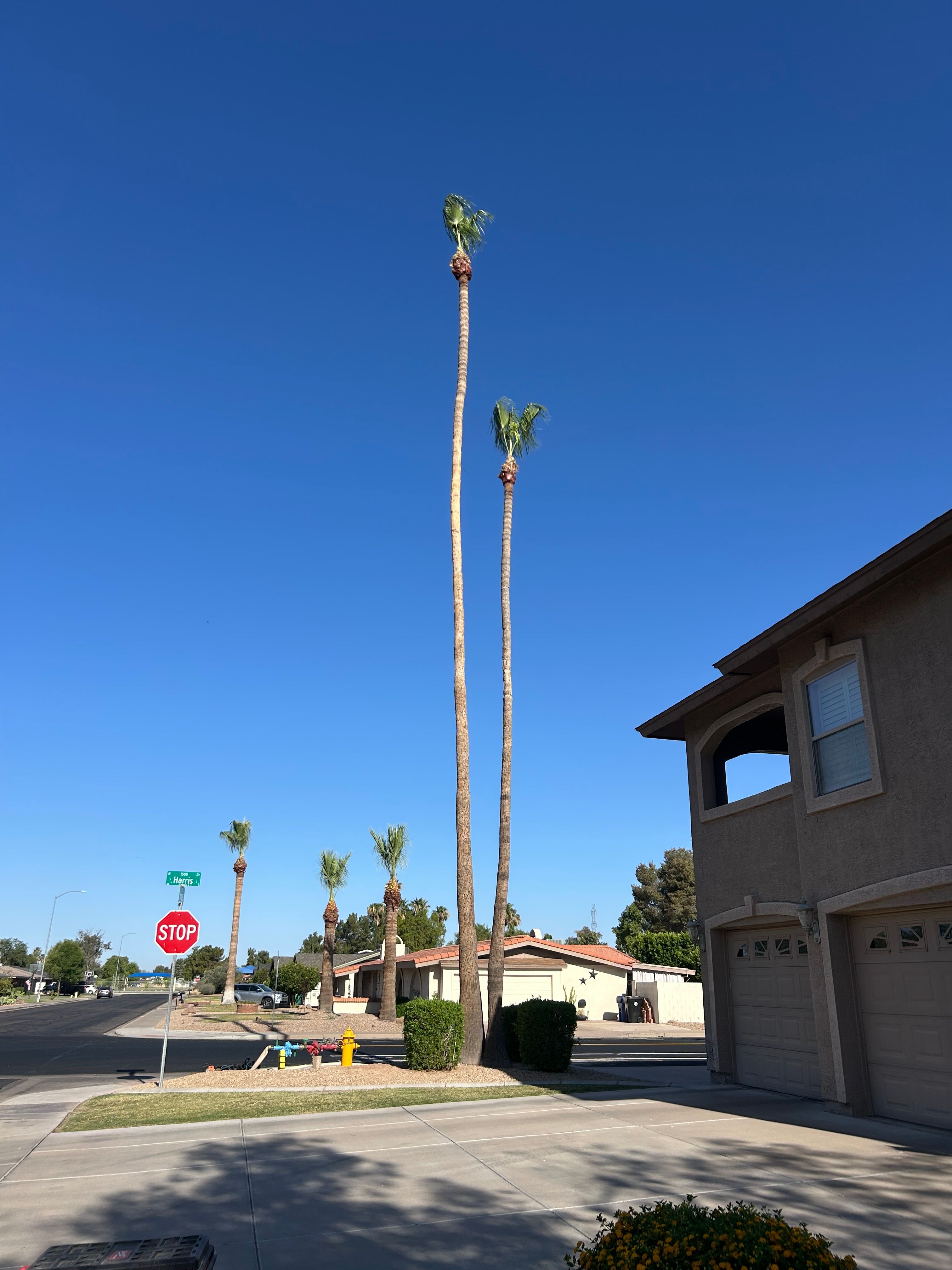  for Copperhead Solution in Phoenix, Arizona