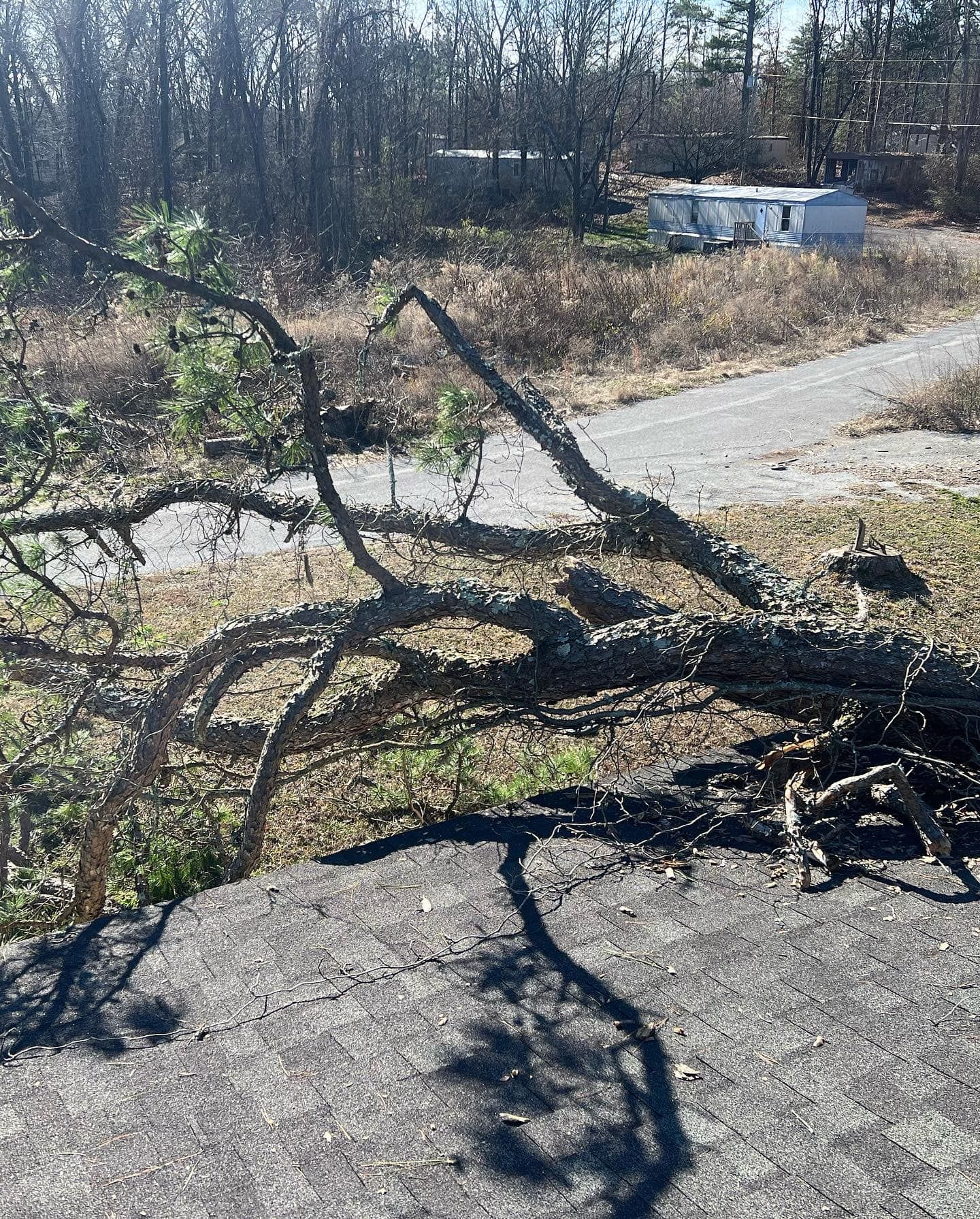  for Professional Tree Service USA in Chattanooga, TN