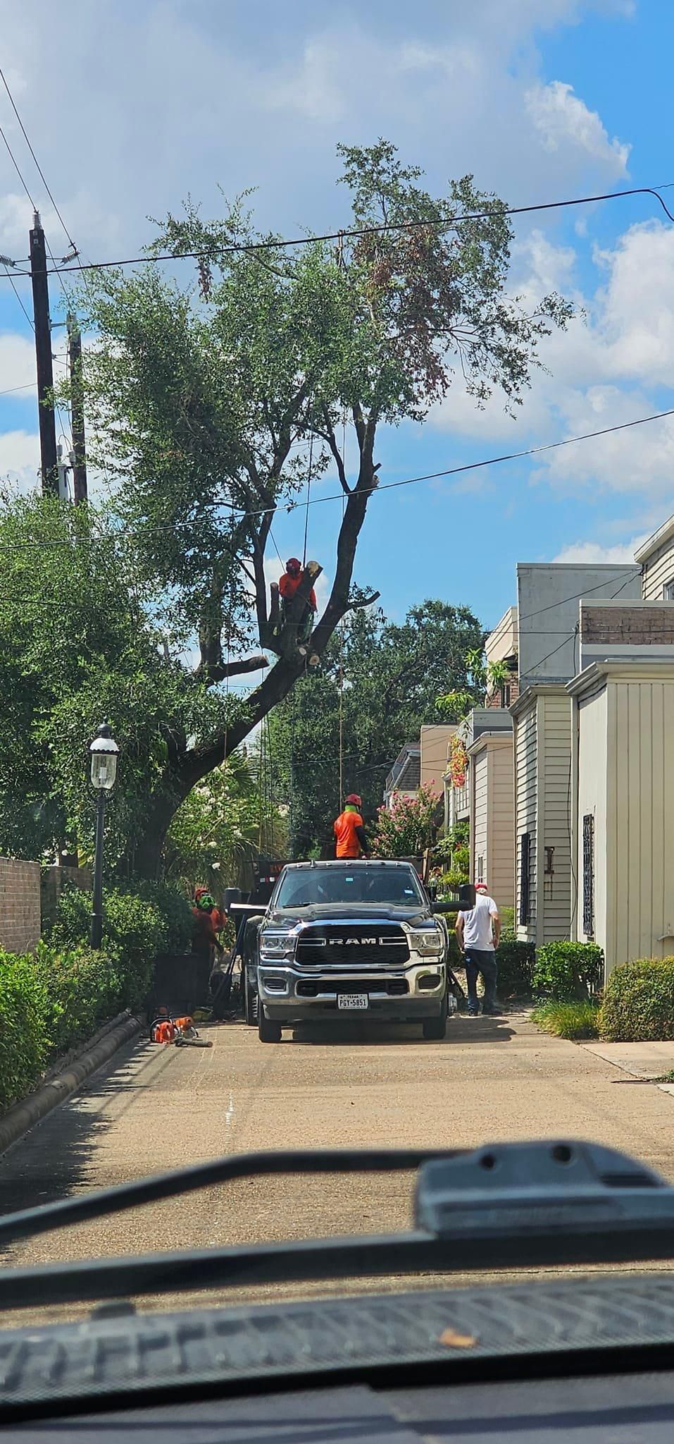  for Servin's Tree Care  in Houston, TX