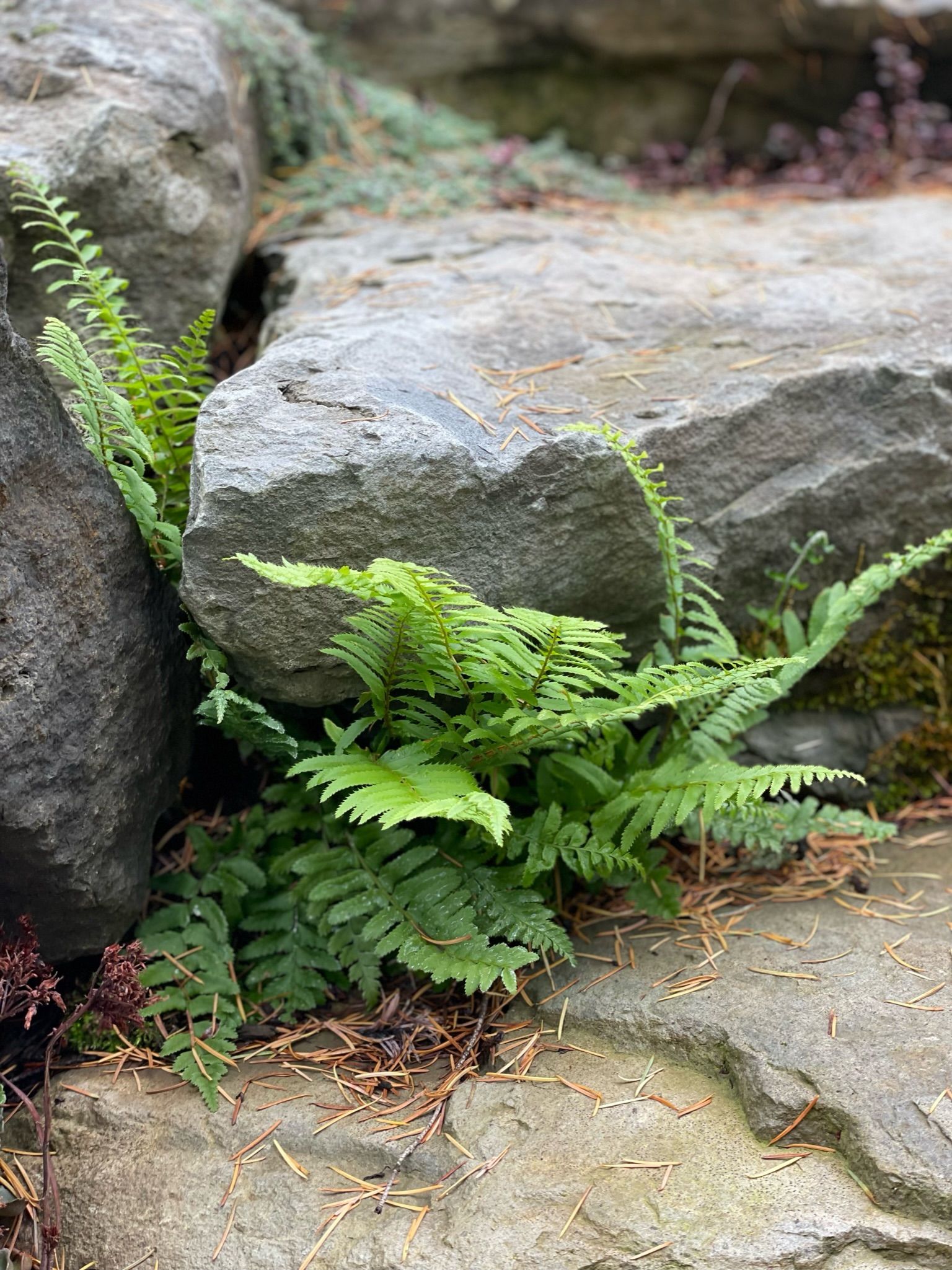  for Courtney Lewis Landscape Design in Portland, OR