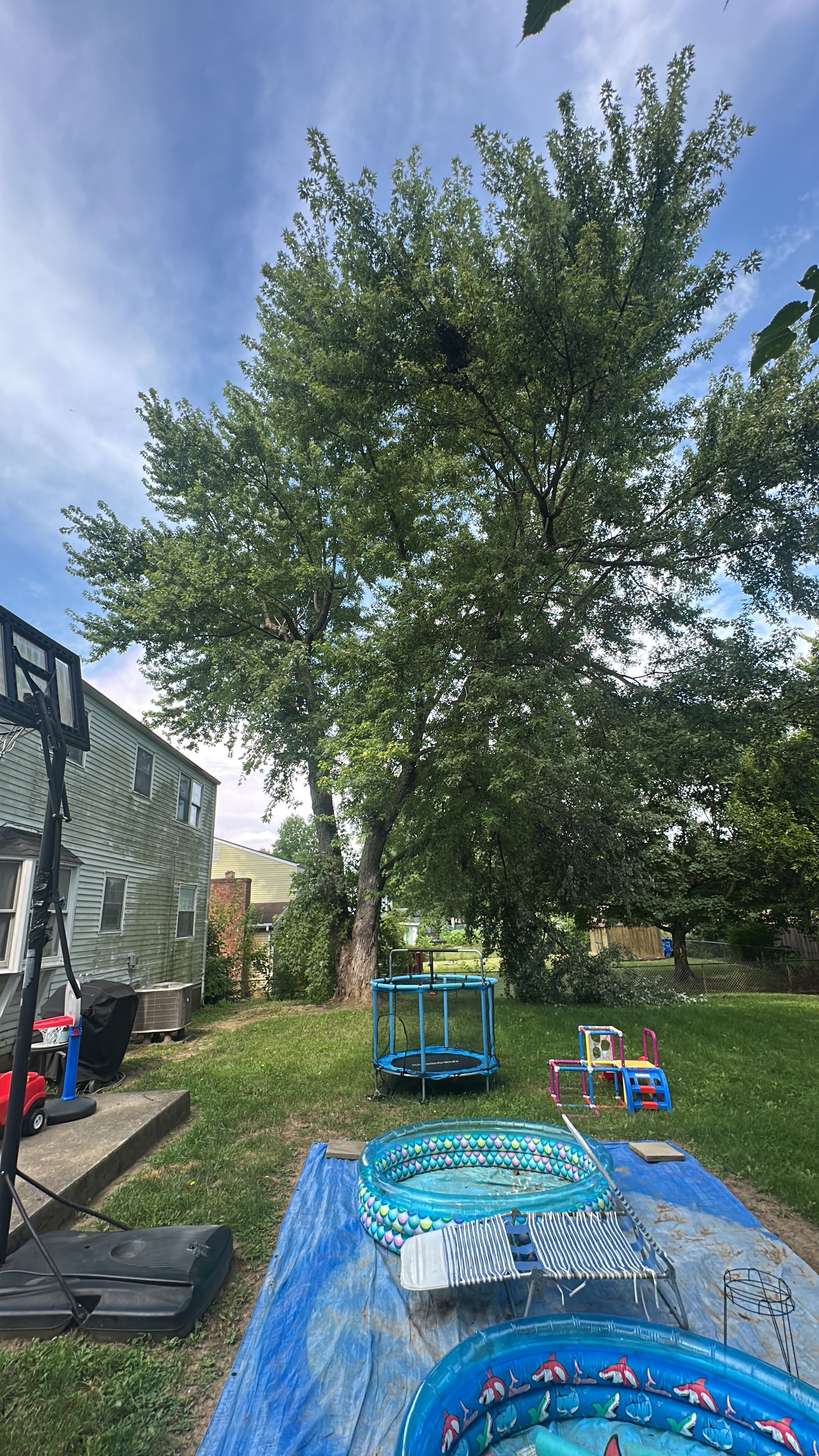 All Photos for Pro Tree Trim & Removal, Llc in Dayton, OH
