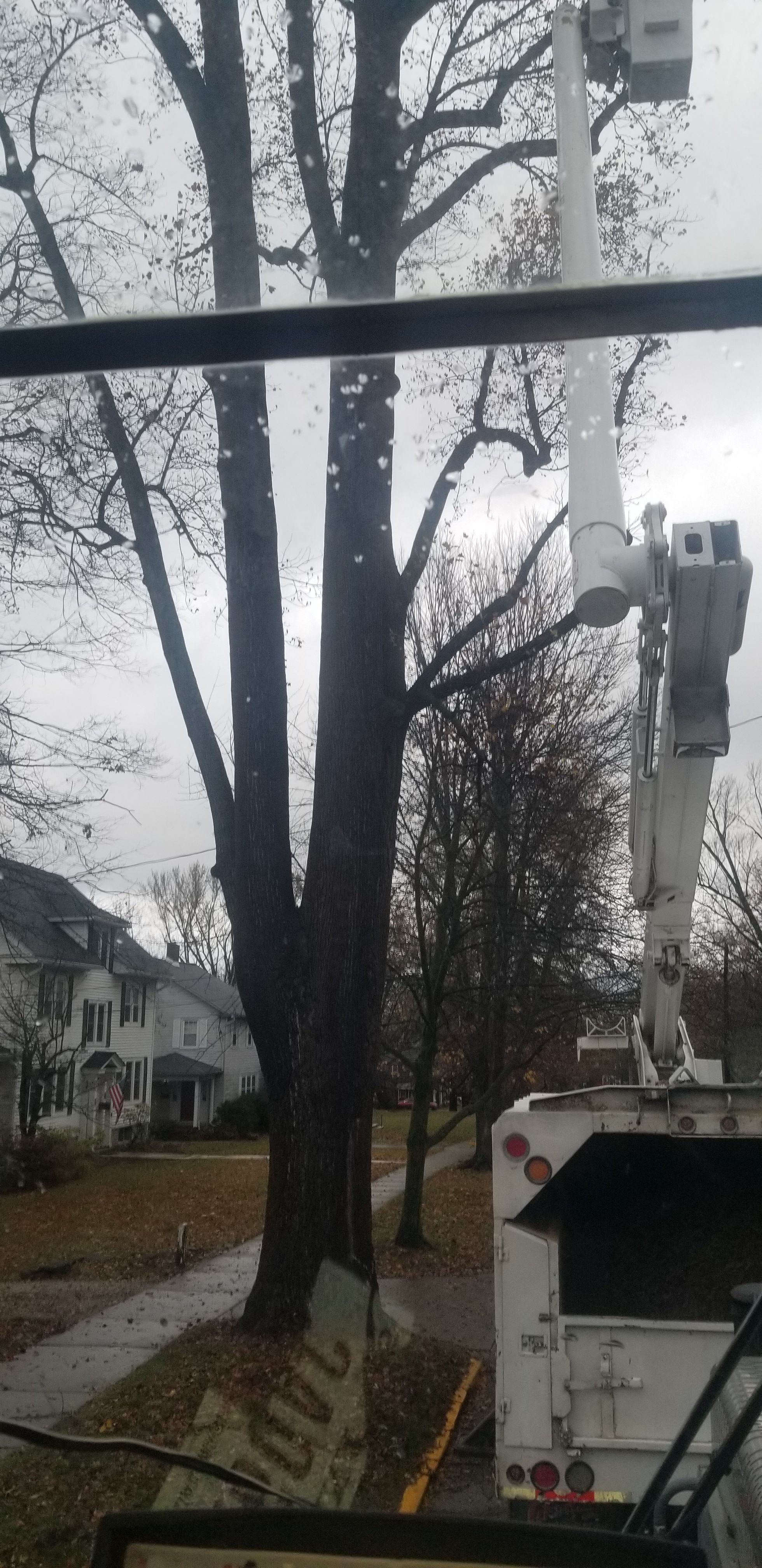  for Advanced Tree Solutions in Rockville, IN