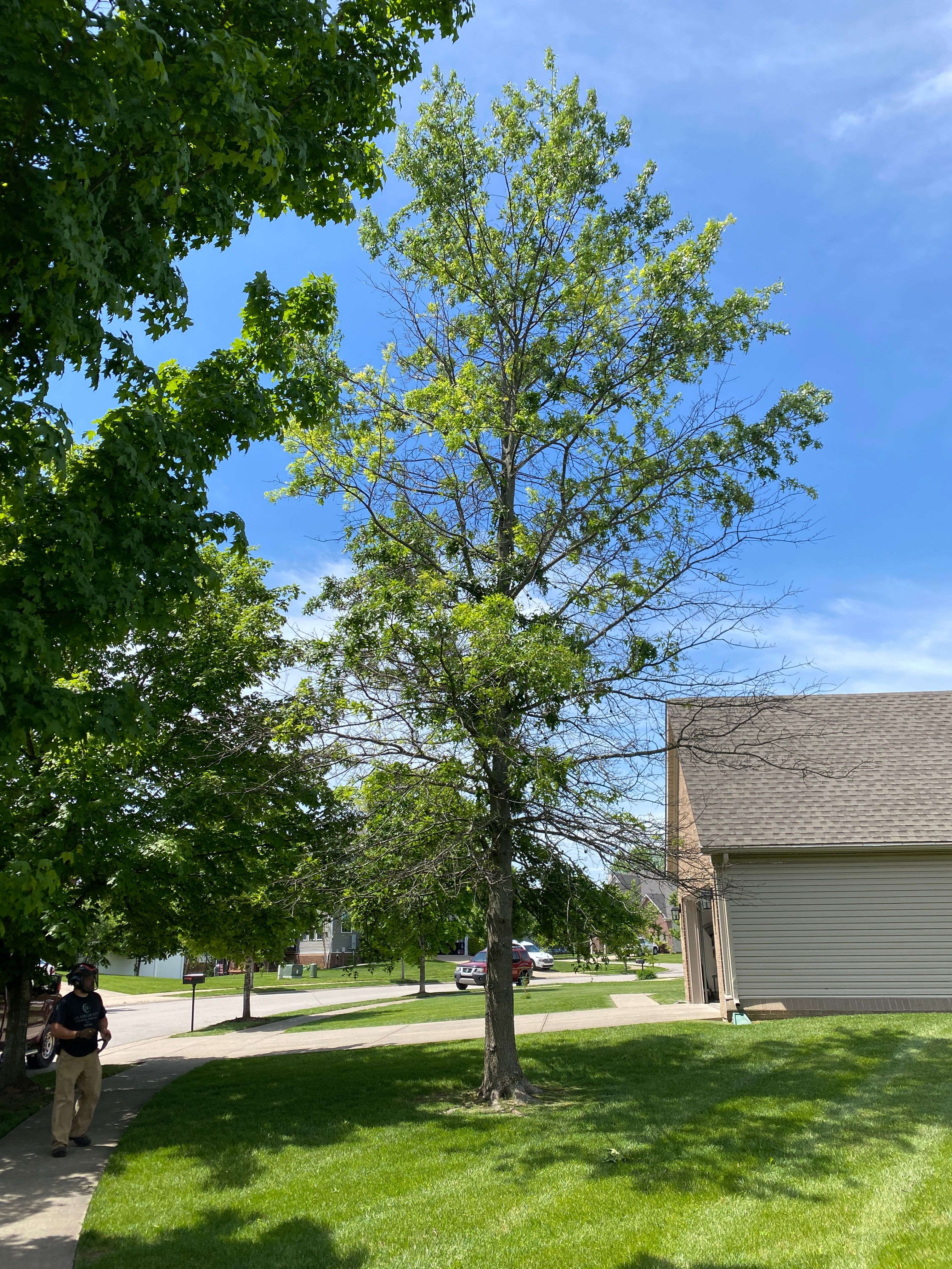 All Photos for Houtz Tree Service in Lexington, KY