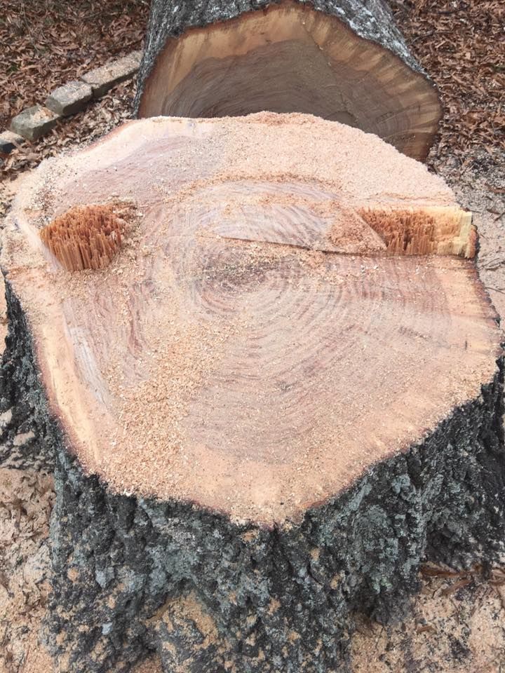 Tree Removal for Hoss Tree Works & Logging in Durham, NC