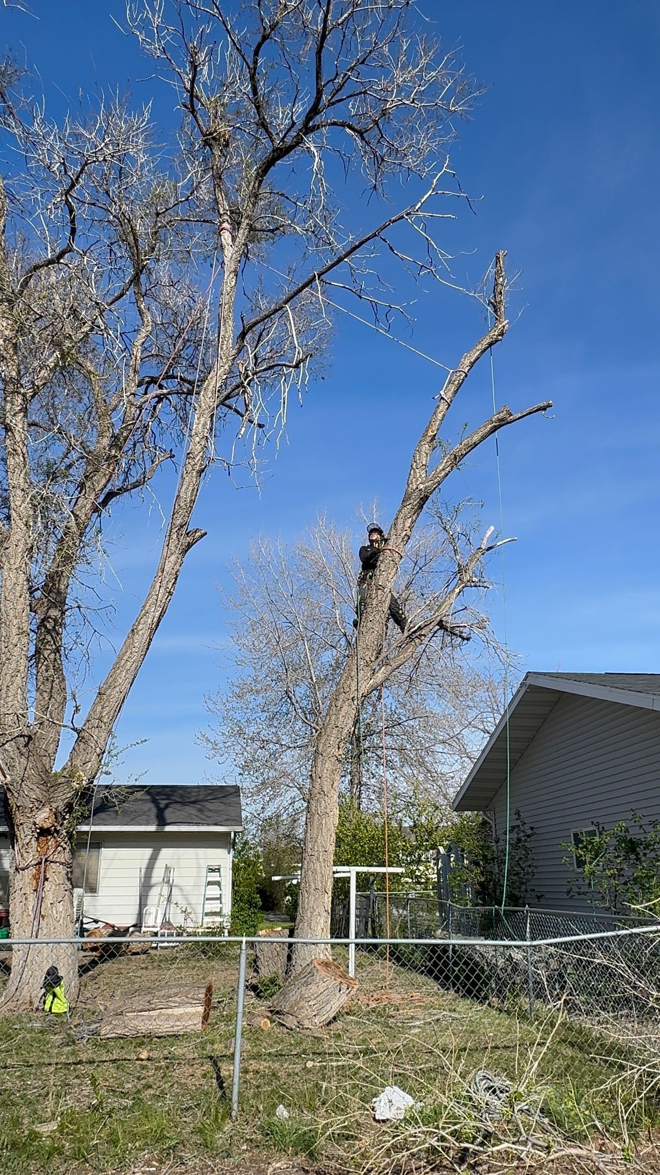  for Elevated Tree Care in Gillette, WY