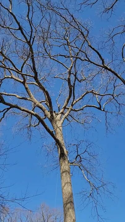  for Integrity Tree and Landscaping in Lynchburg, VA