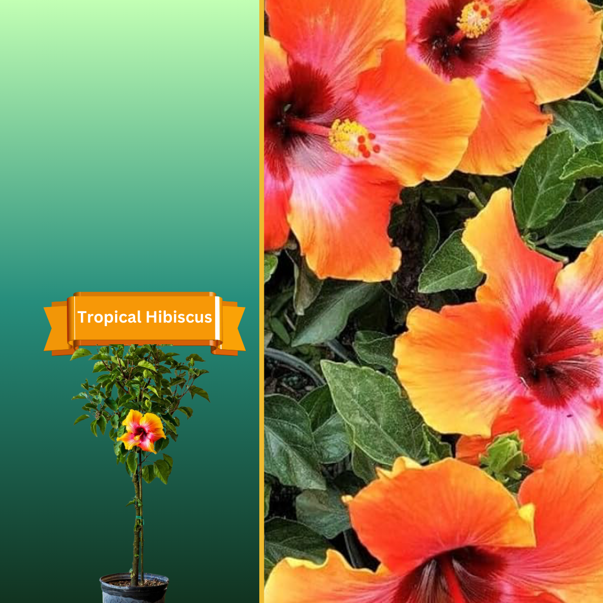  for R.B. & Company in Belleview, FL