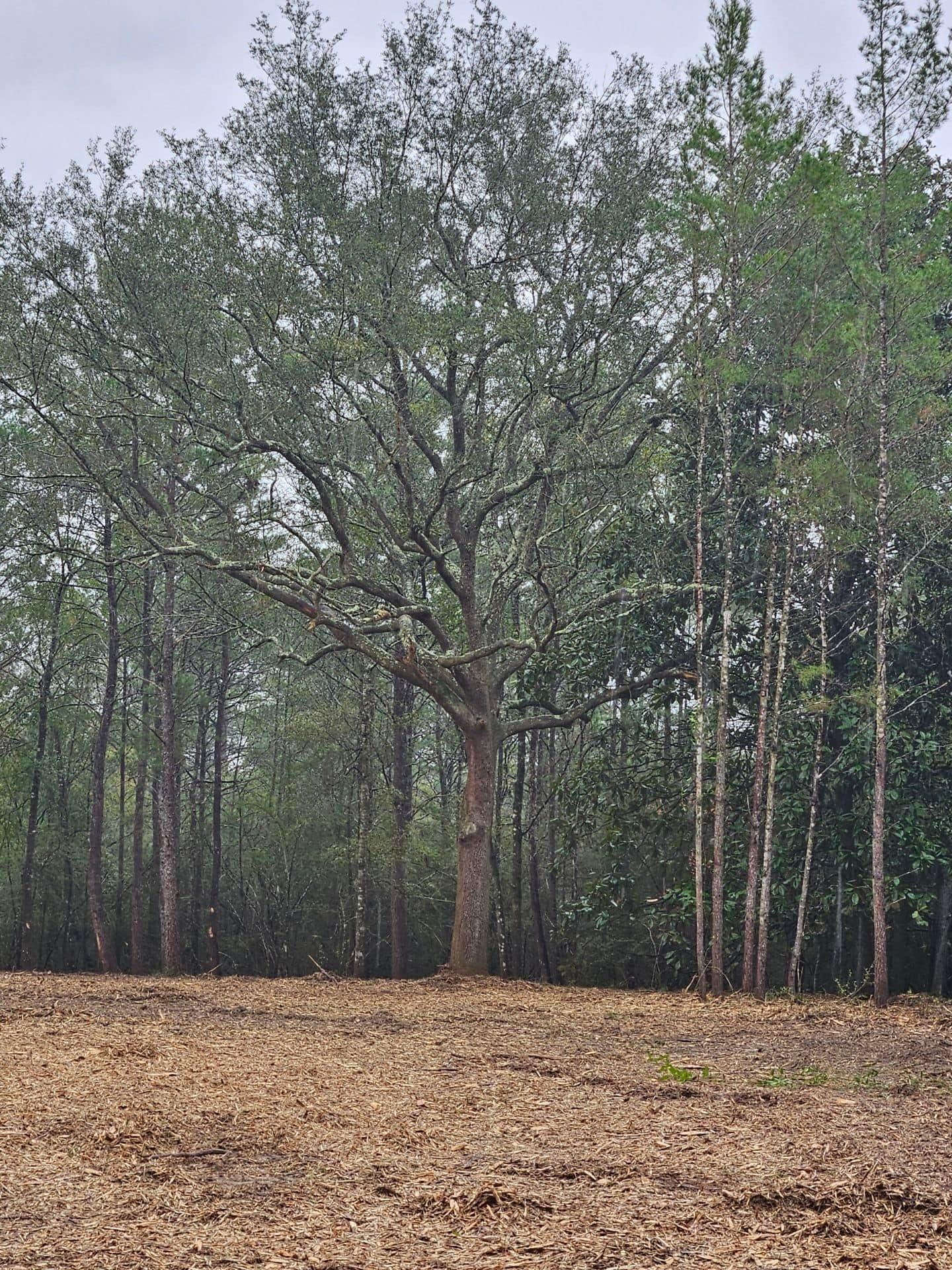 All Photos for White’s Land Maintenance in Milton,, FL