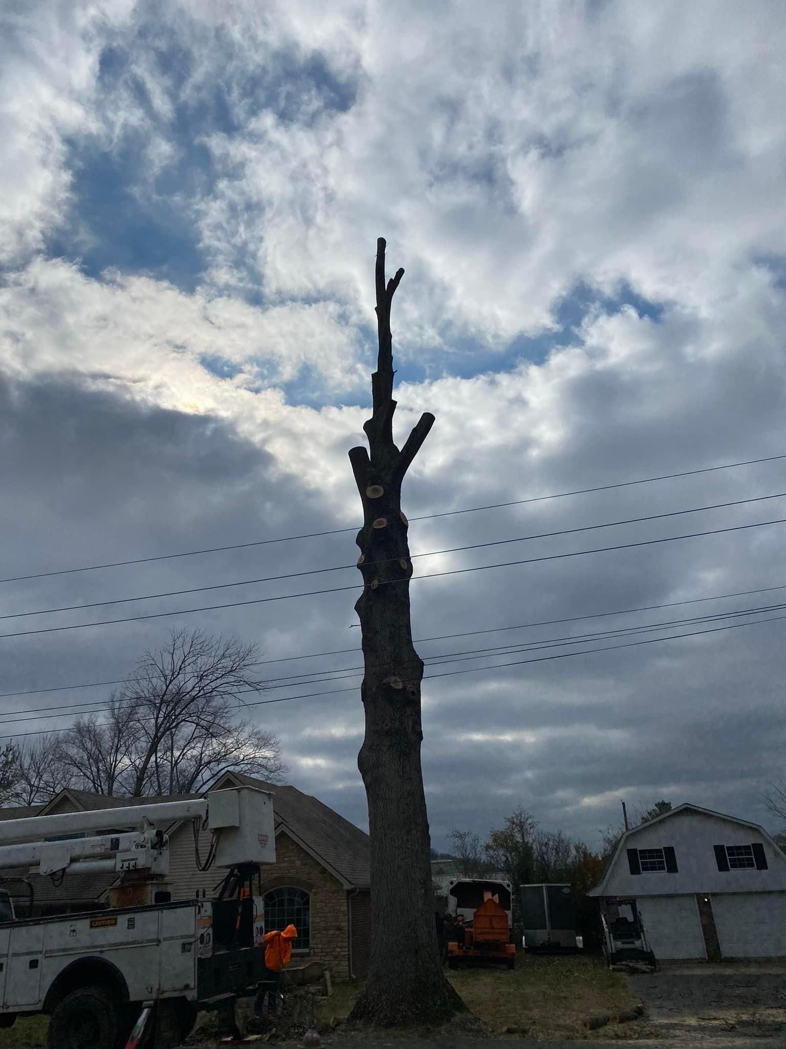 Tree Removal for Atwood’s Tree Care in Liberty,  KY