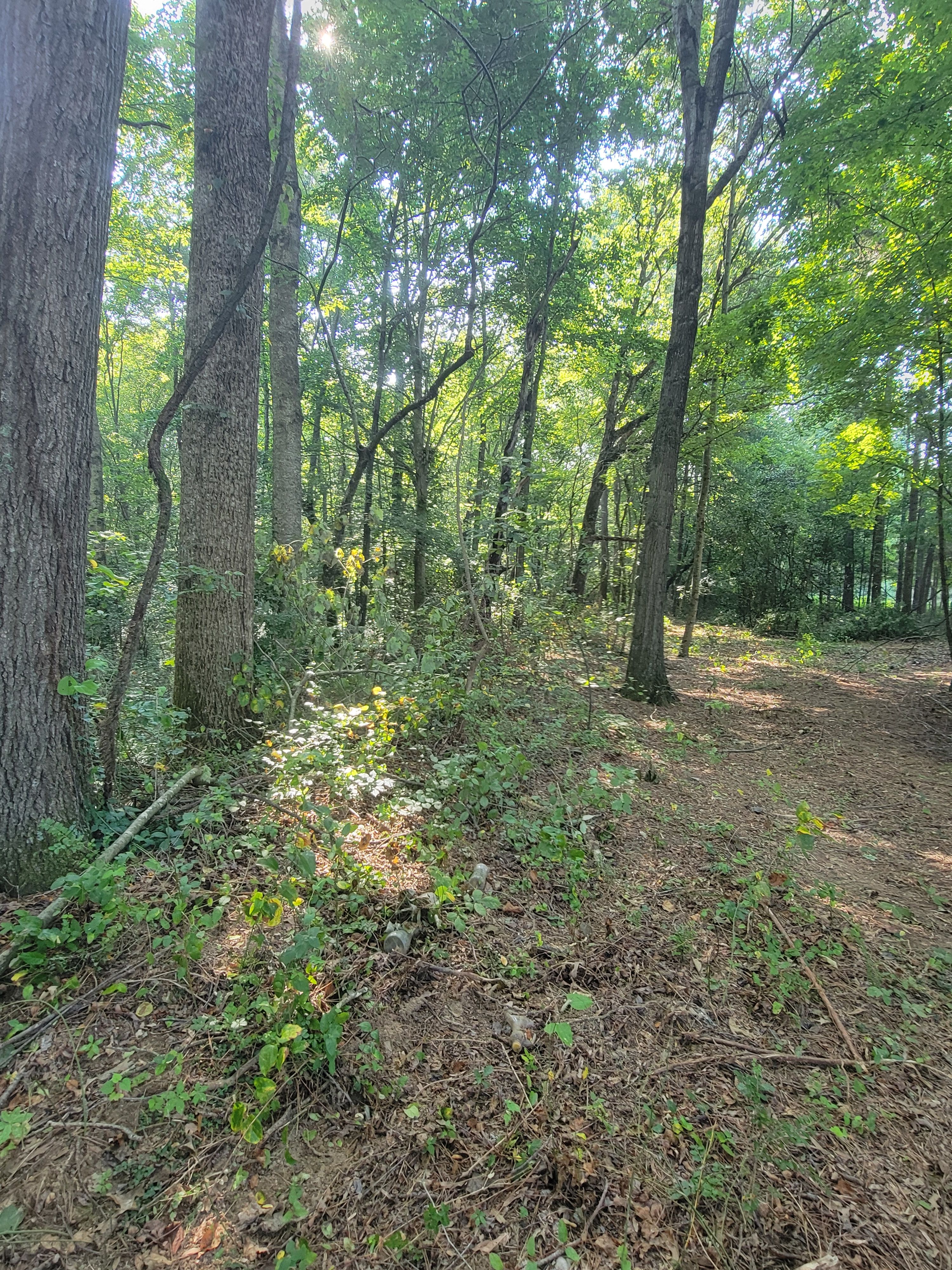  for Z's Land Management & Forestry Mulching in Smithville, TN