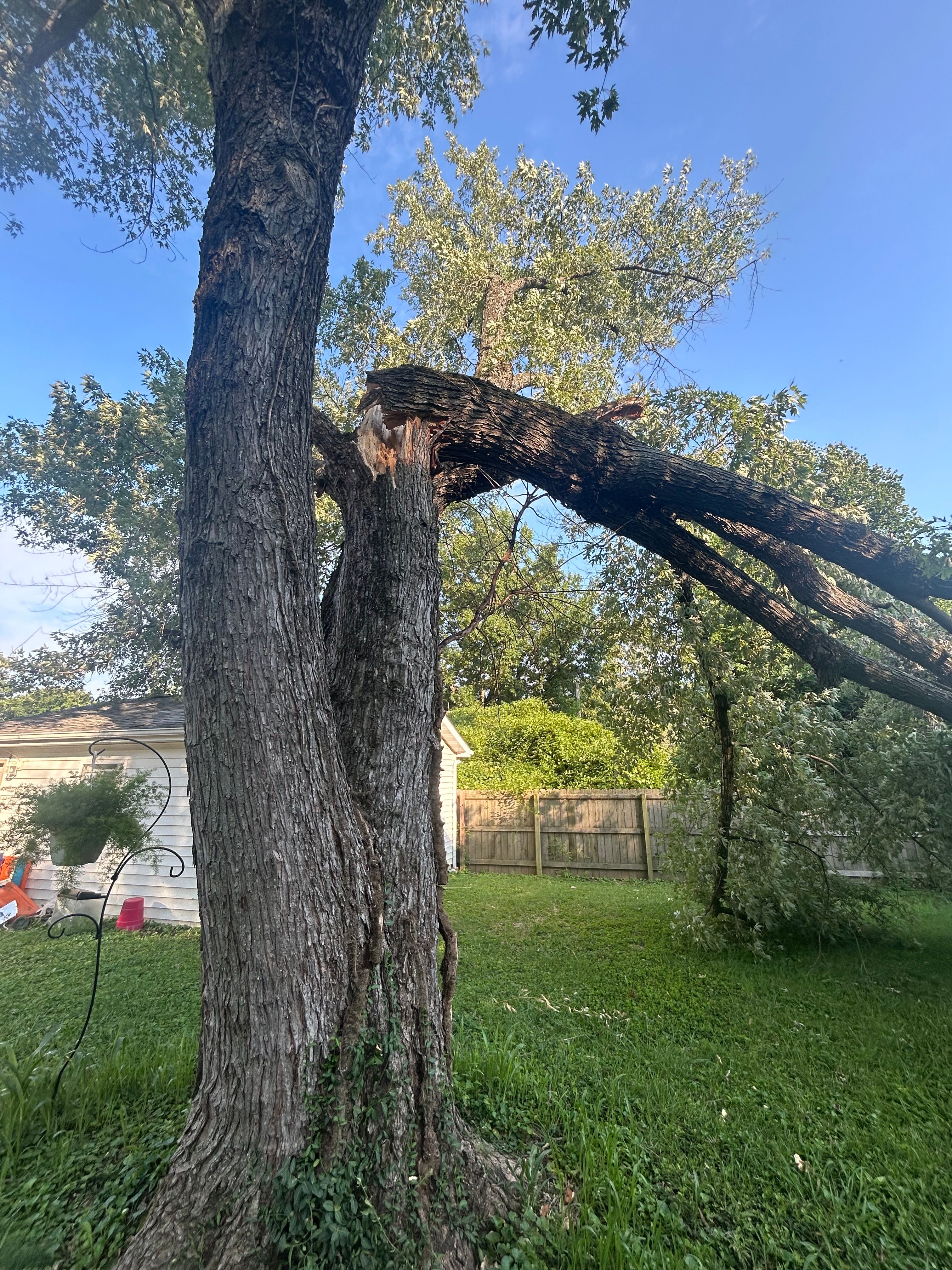  for Stinger Tree Service in Belleville, IL