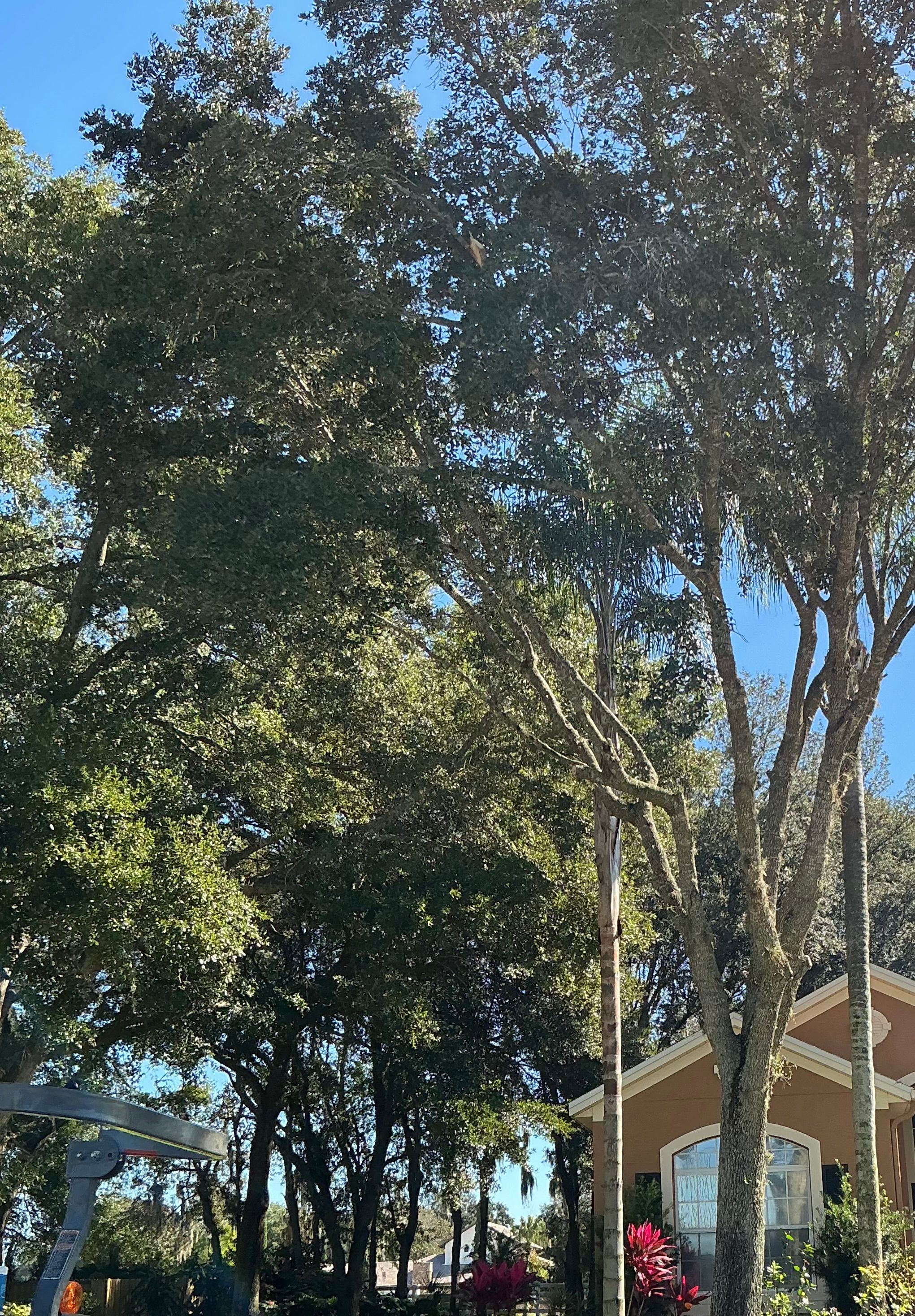  for Amerigrown Tree And Lawn in Apopka, FL